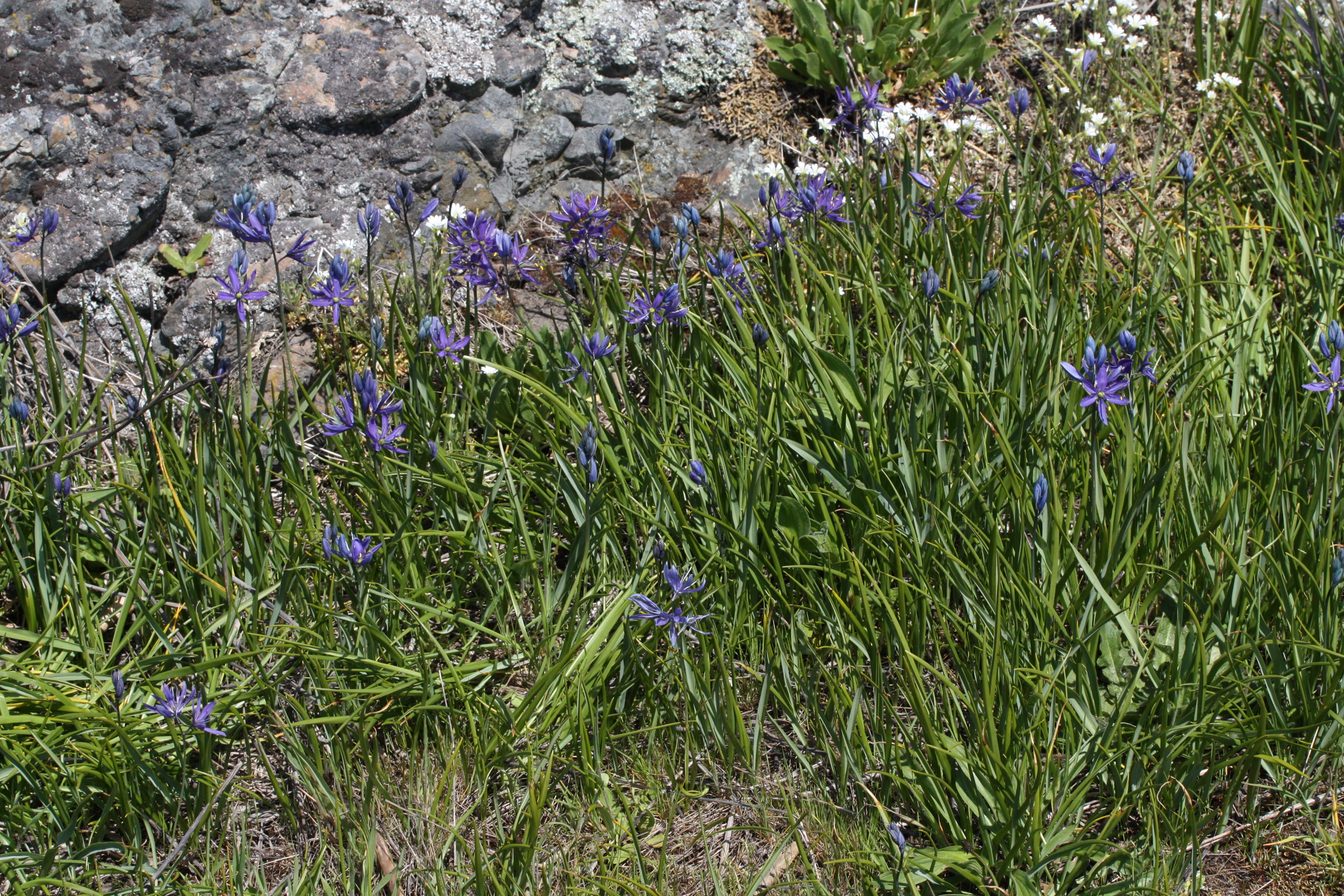 Blue common camas flowers rising from grassy leaves at the foot of a lichen covered rock outcrop