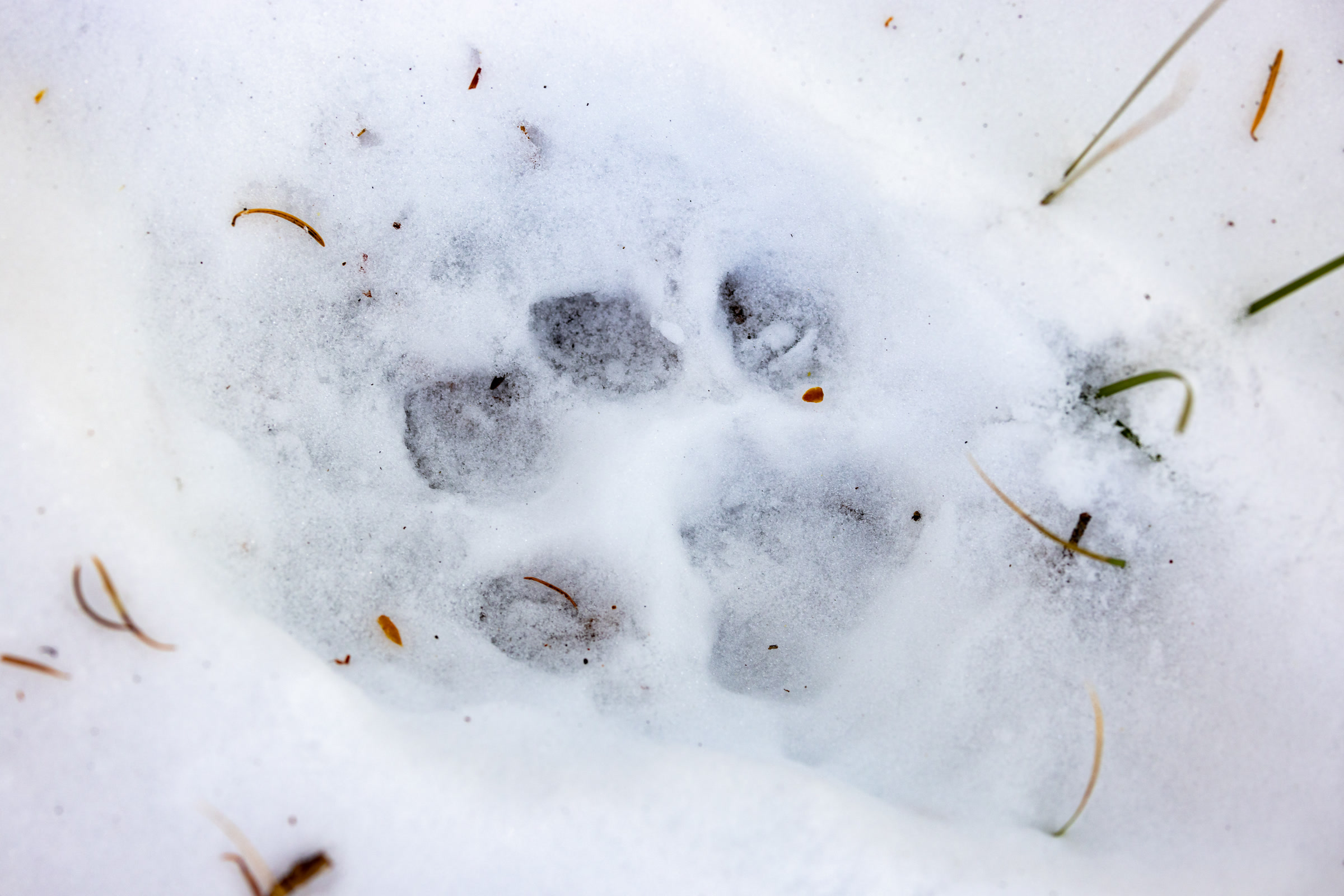 A round cougar paw print with four toe pads and no claw marks pressed into snow on the Crevice Creek Trail in Yellowstone National Park