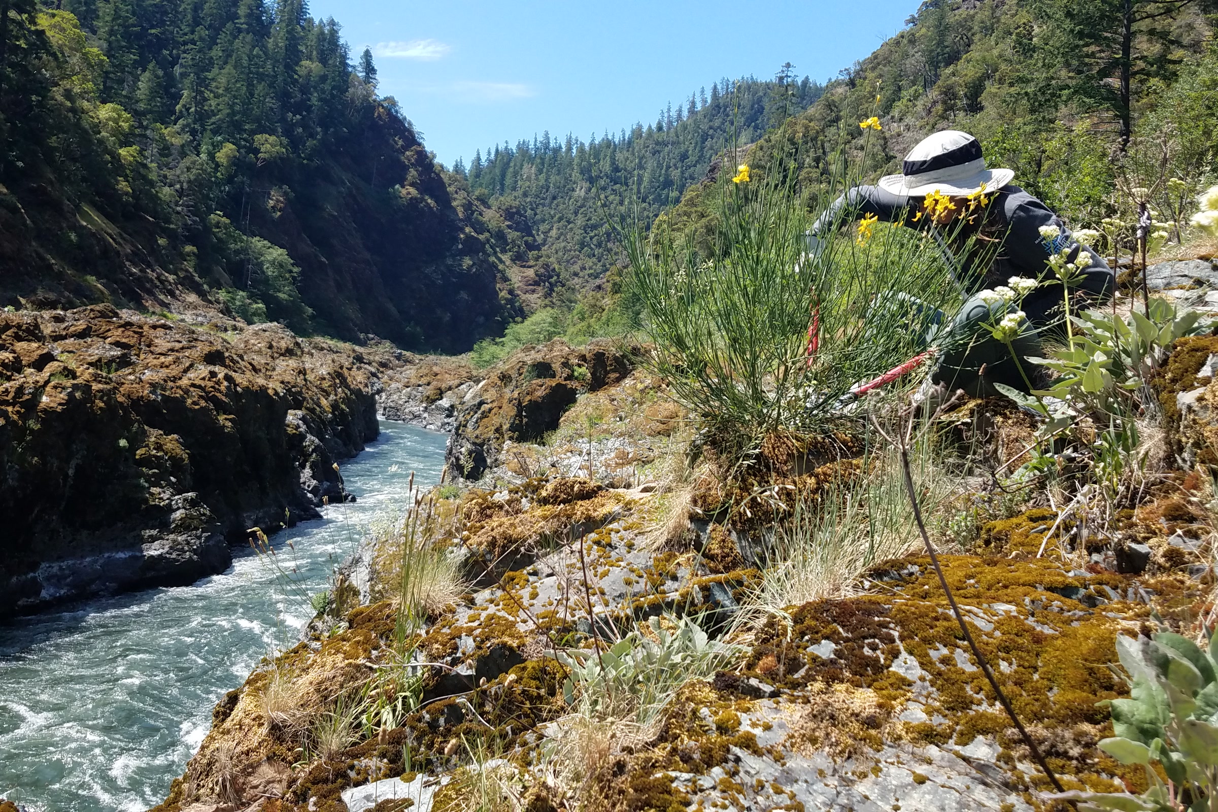 A botanist in a sun hat bends to remove Spanish broom on a rocky ledge above the Wild and Scenic Rogue River in Oregon