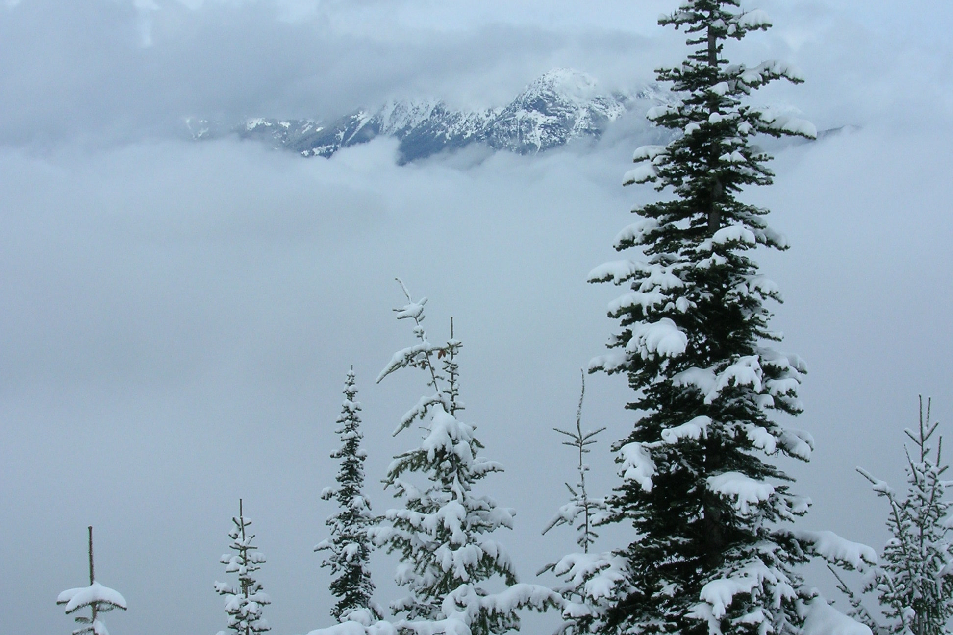 Snow plastered subalpine firs at Deer Park in winter, with a distant snowy ridge peeking through low cloud