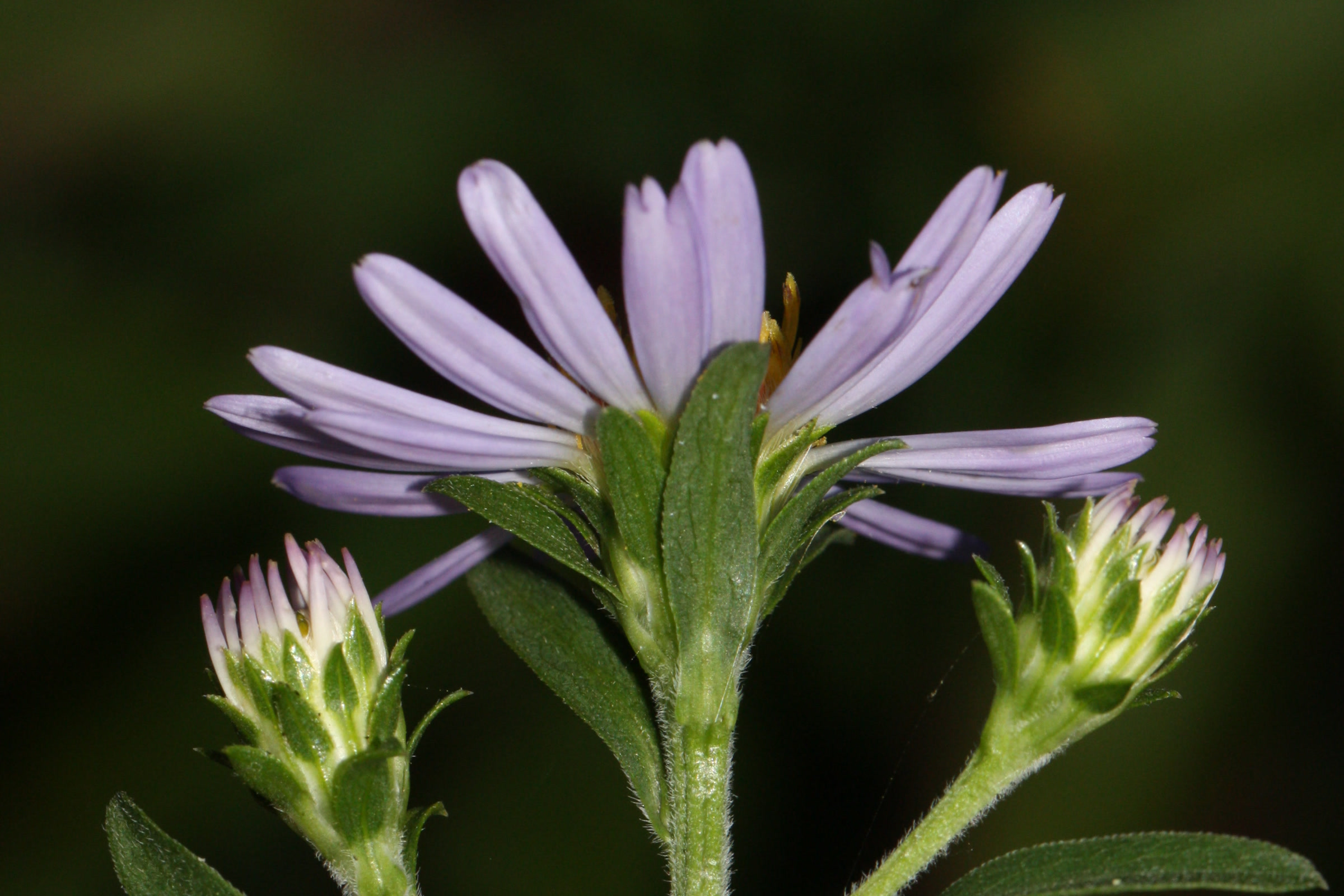 A lavender Douglas aster flower head with two unopened buds on a hairy green stem against a dark background
