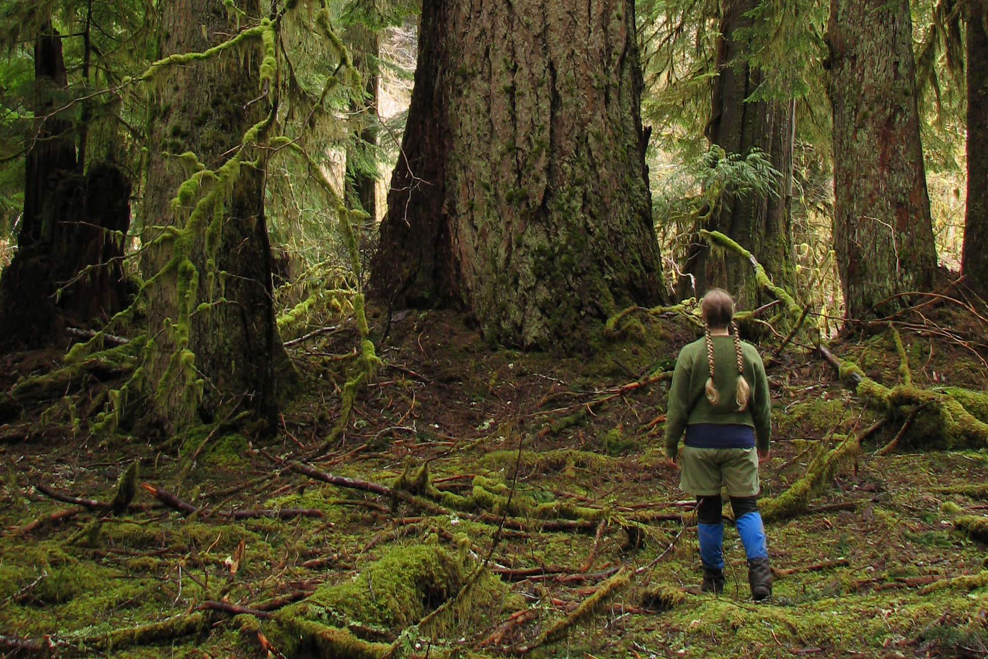 A hiker seen from behind, dwarfed by the furrowed trunks of old growth Douglas firs on a mossy forest floor, in a photo from Olympic National Park