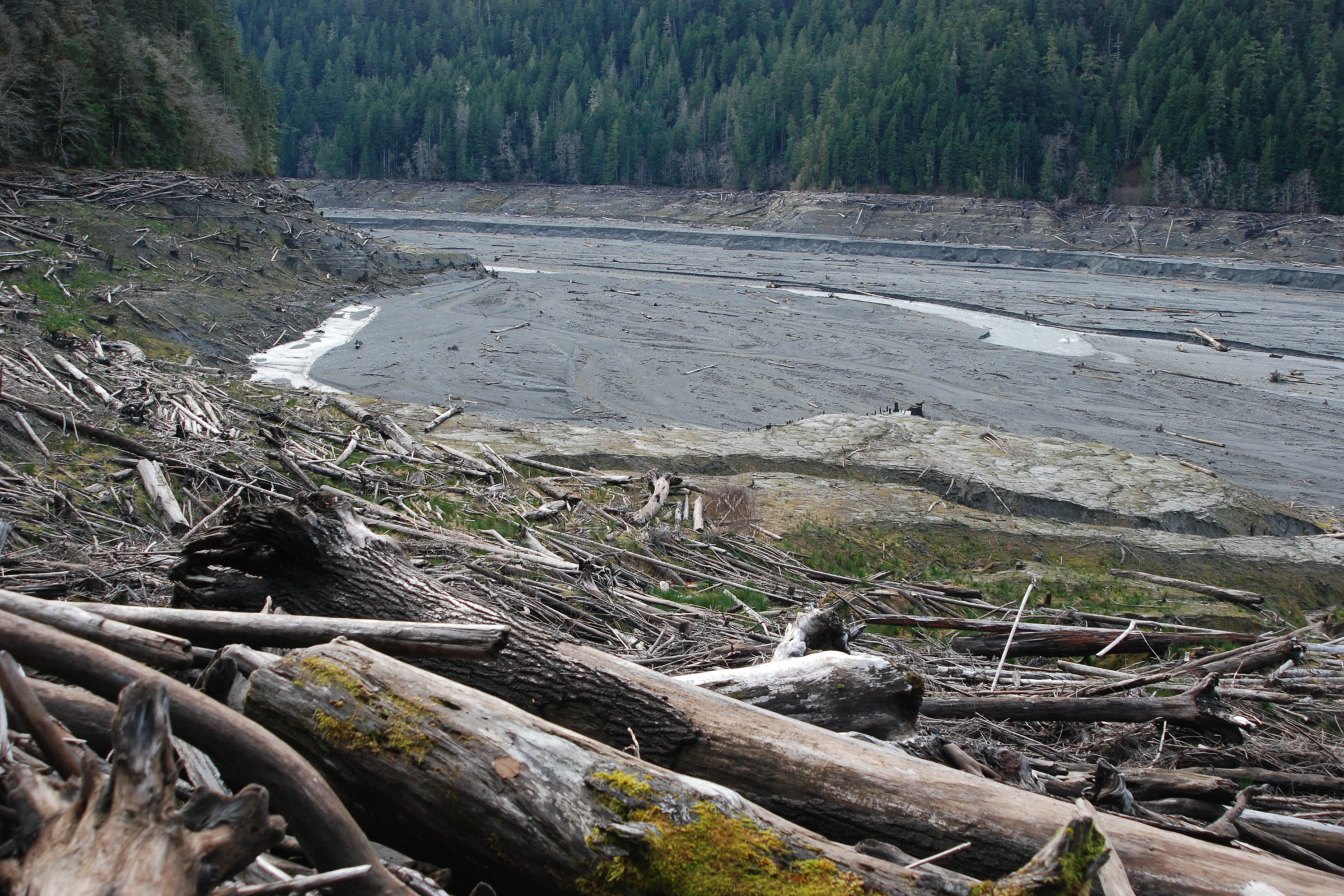 Driftwood logs piled on the bank above the drained Lake Mills basin, a wide grey plain of sediment with the Elwha River and forested slopes beyond