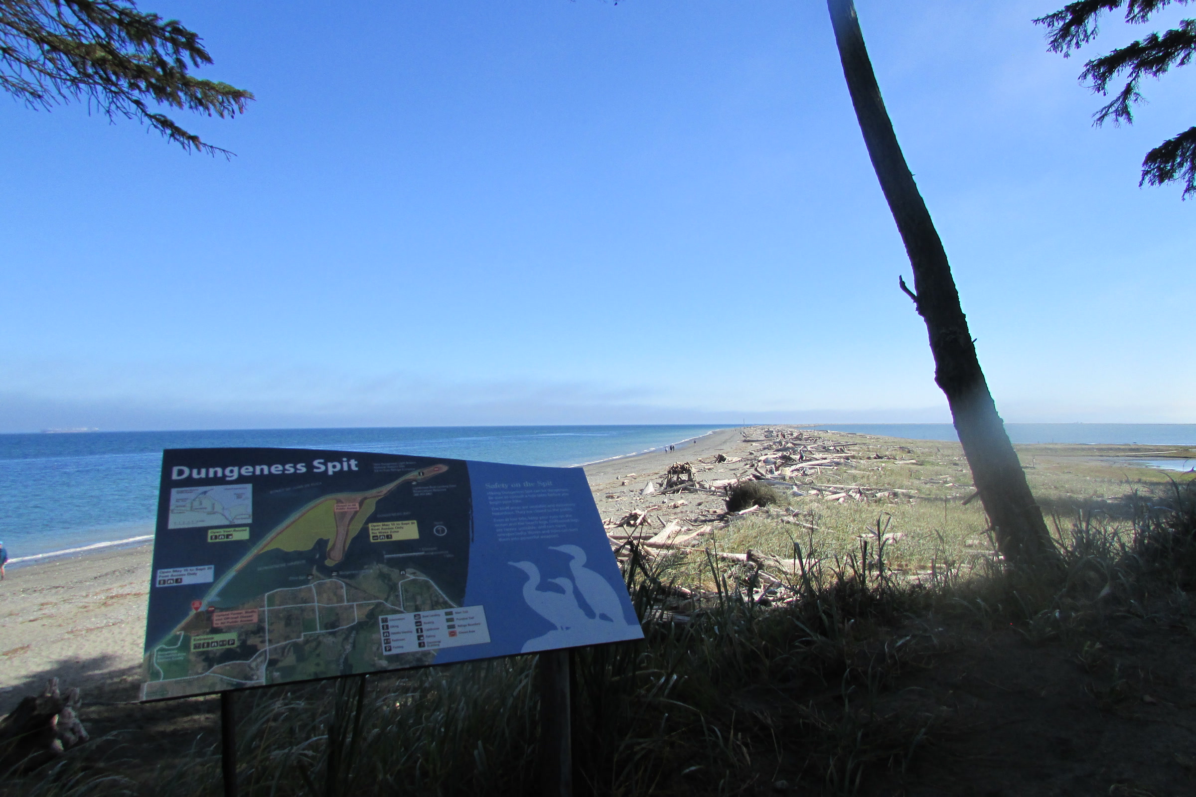Dungeness Spit curving out into calm blue water under a clear sky, seen from a forested bluff with an interpretive sign