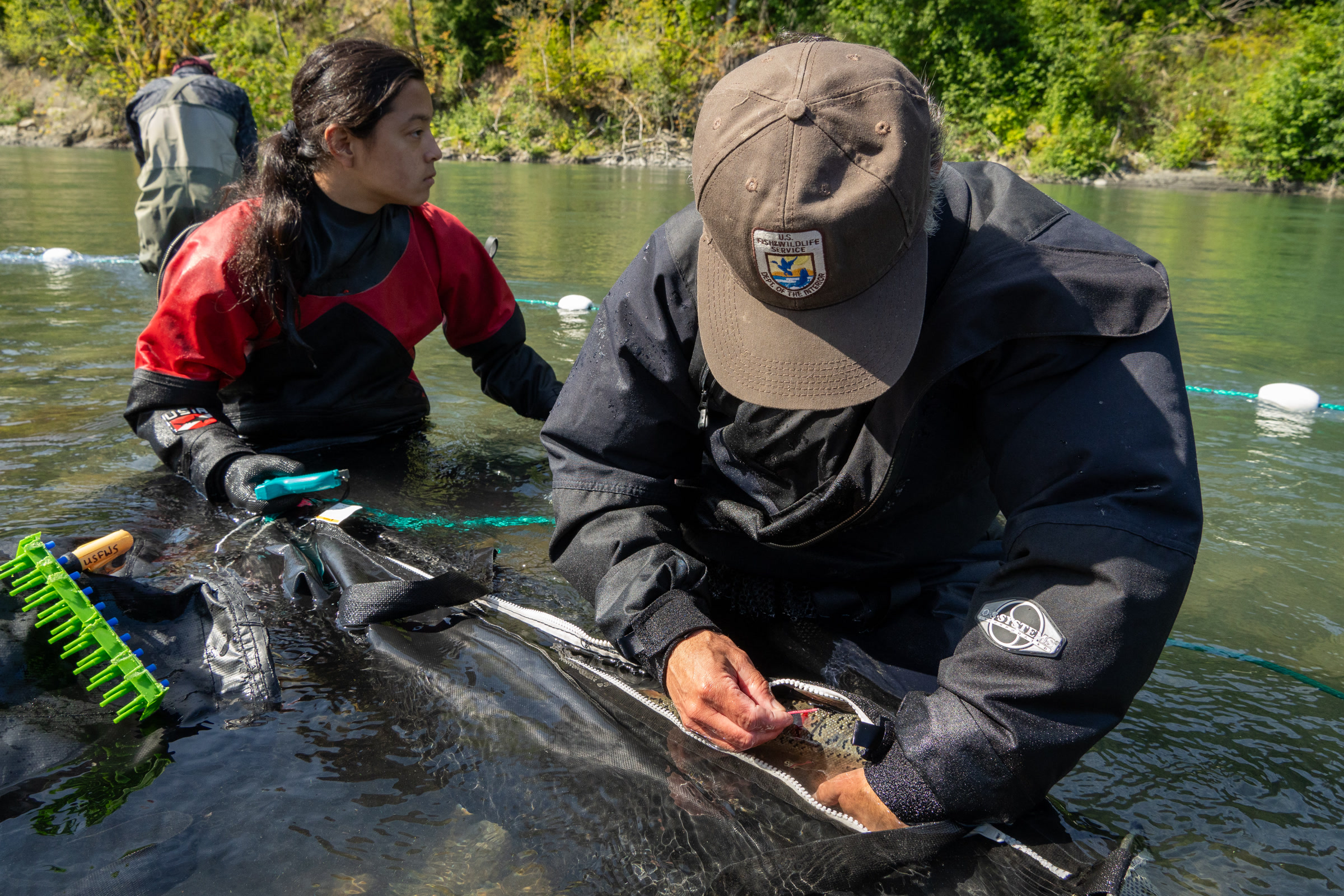 A fish biologist in a cap and an intern in waders check tags on a fish held in a net cradle while standing in the Elwha River