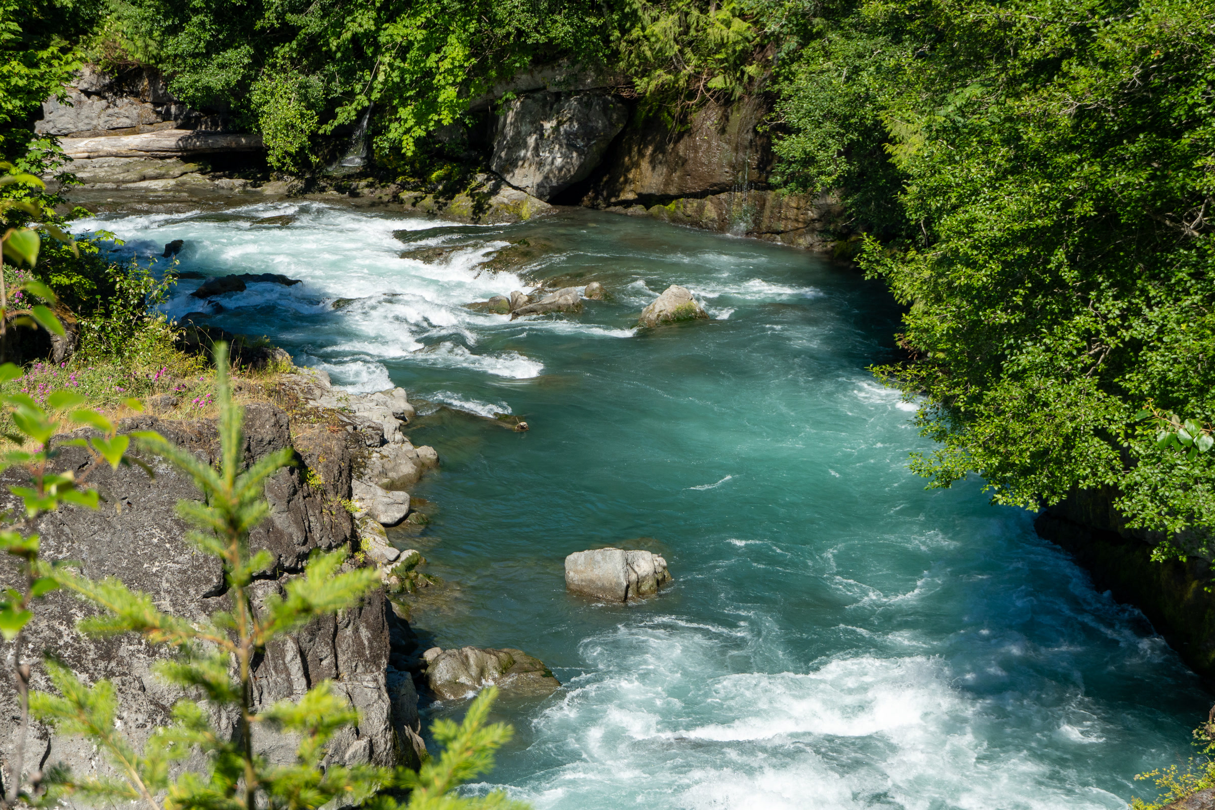 Turquoise Elwha River rapids rushing through a rocky, tree-lined canyon just below a former dam site in Olympic National Park
