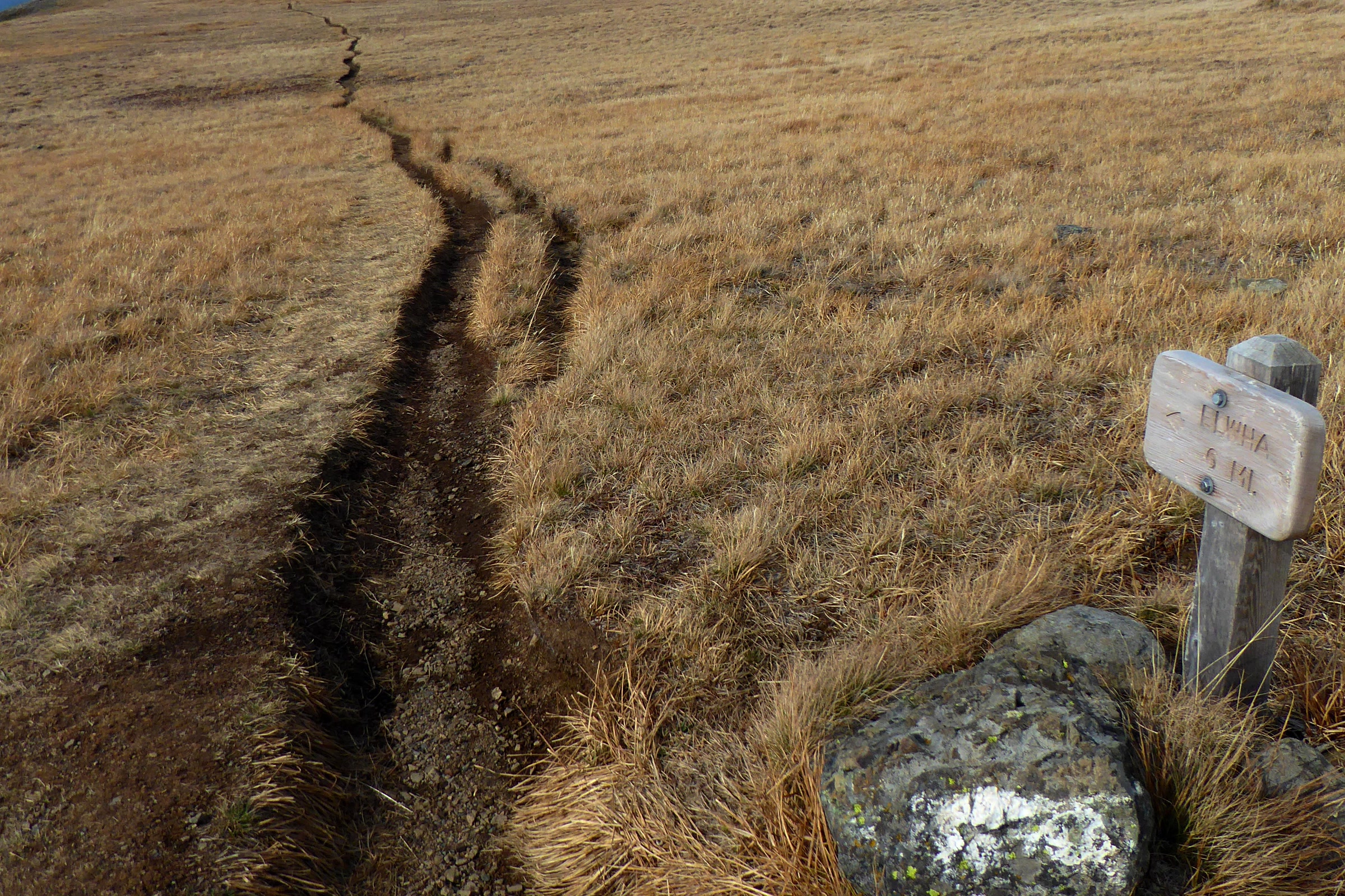 A narrow dirt path winding through golden autumn grass on Hurricane Hill beside a wooden sign for the Elwha trail