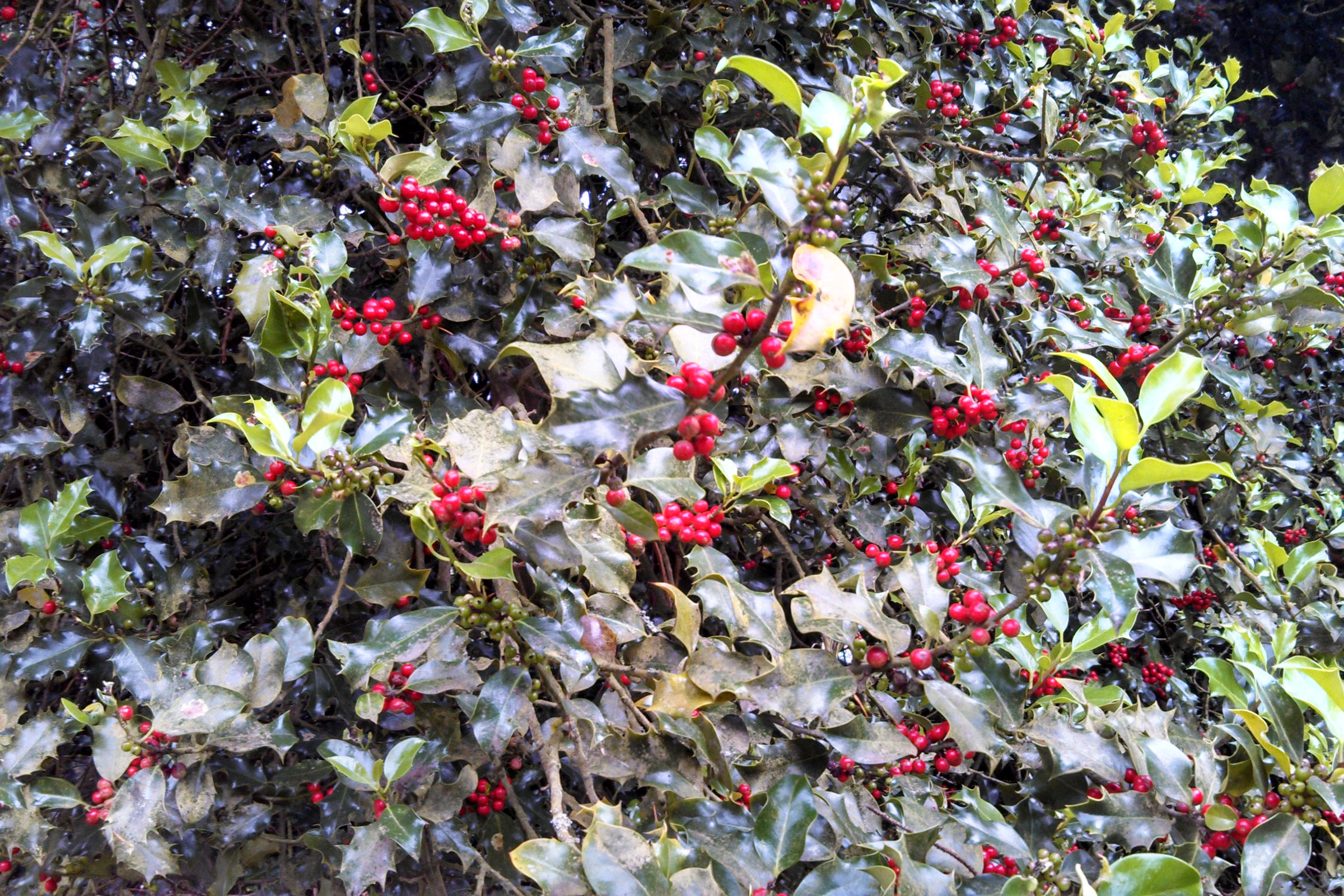 A large English holly shrub crowded with glossy spiny leaves and clusters of bright red berries near Seattle