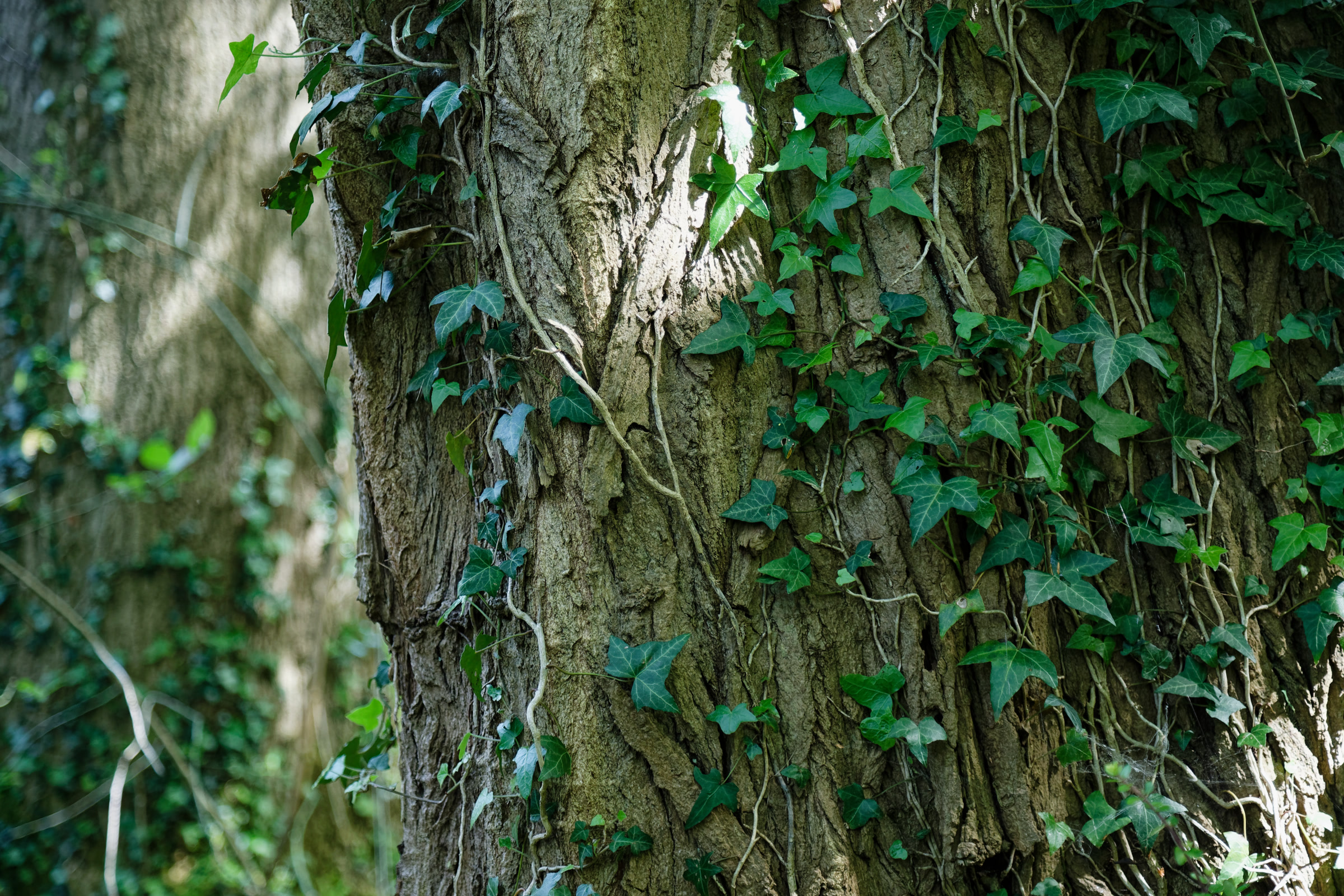English ivy vines with lobed dark green leaves climbing the furrowed bark of a large tree trunk
