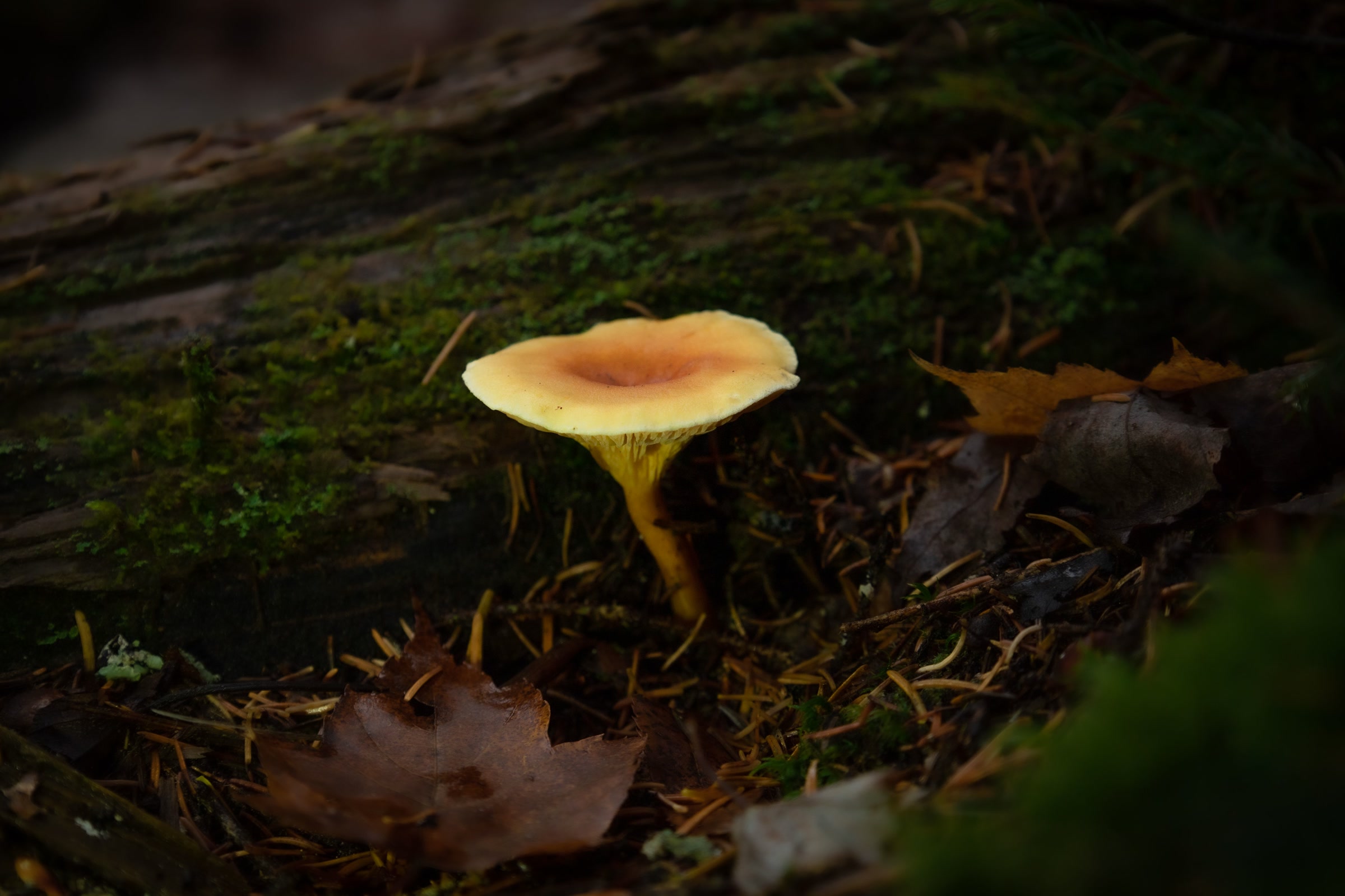 A single orange yellow funnel shaped mushroom, listed as a false chanterelle, beside a mossy log in fallen leaves