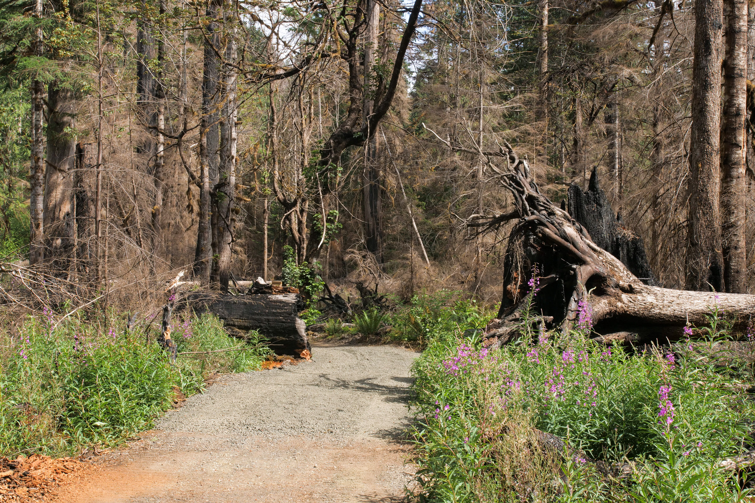 Pink spires of fireweed and leafy green plants in front of a large burned log and a burned forest at Staircase