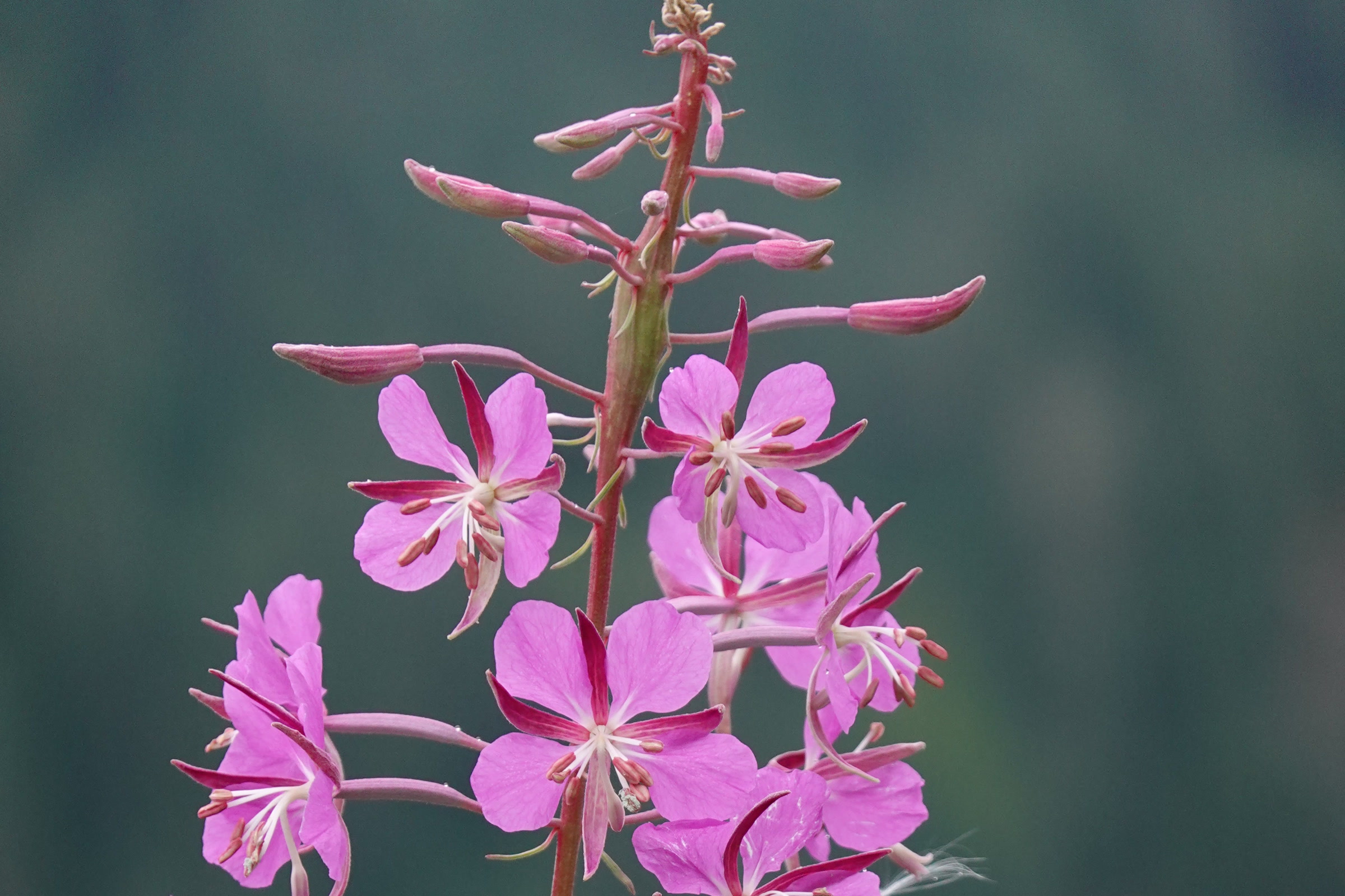 A tall fireweed stalk with bright pink open flowers below and unopened buds at the tip in Mount Rainier National Park