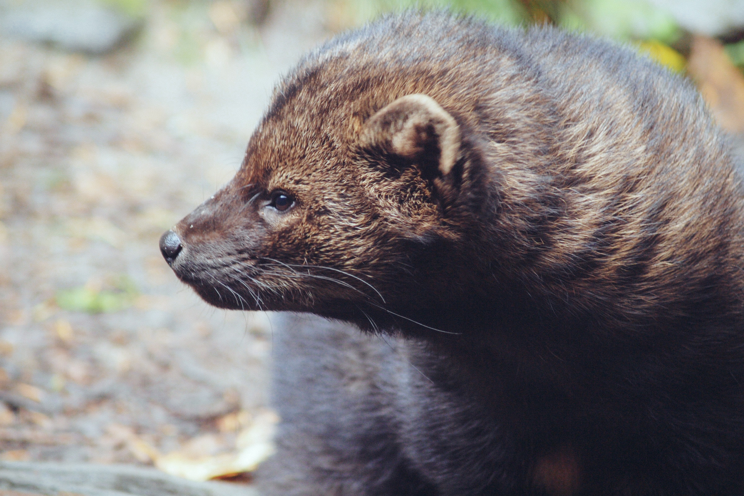 Close portrait of a fisher showing its brown grizzled fur, small rounded ears and long whiskers