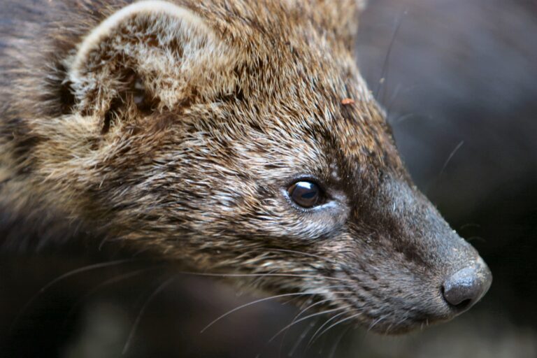Fisher Reintroduction in Olympic National Park