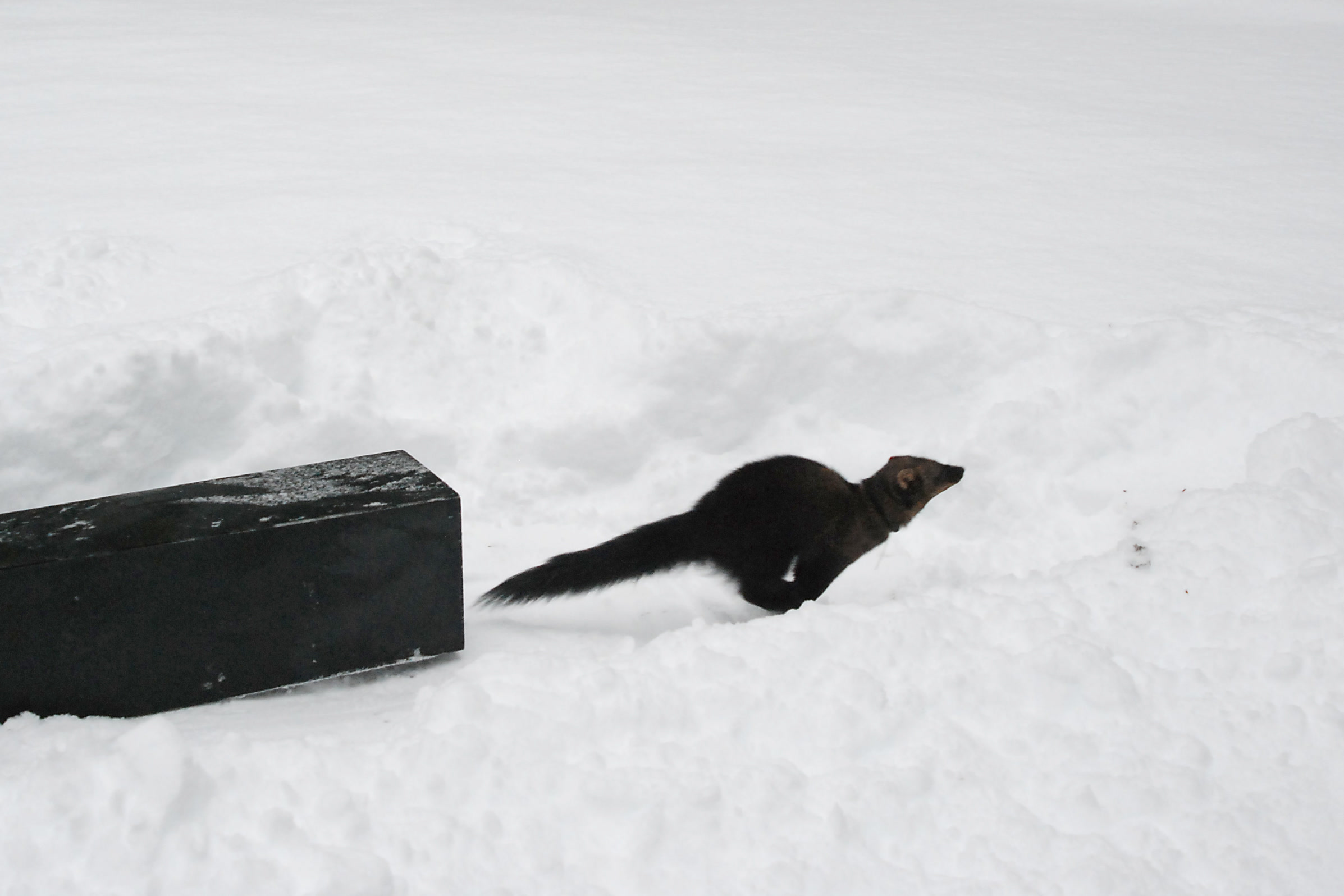 A dark female fisher runs across snow away from a black release crate in the Sol Duc Valley