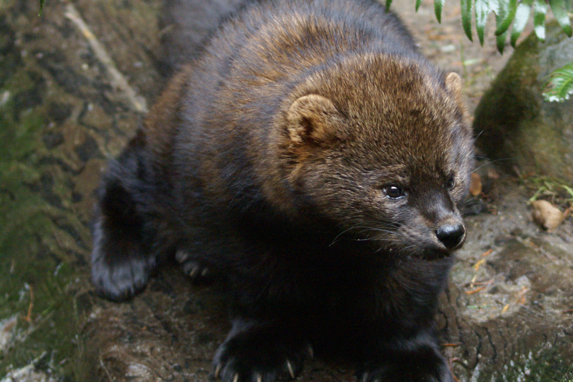 A fisher with a brown head and nearly black legs crouching on a wet mossy log