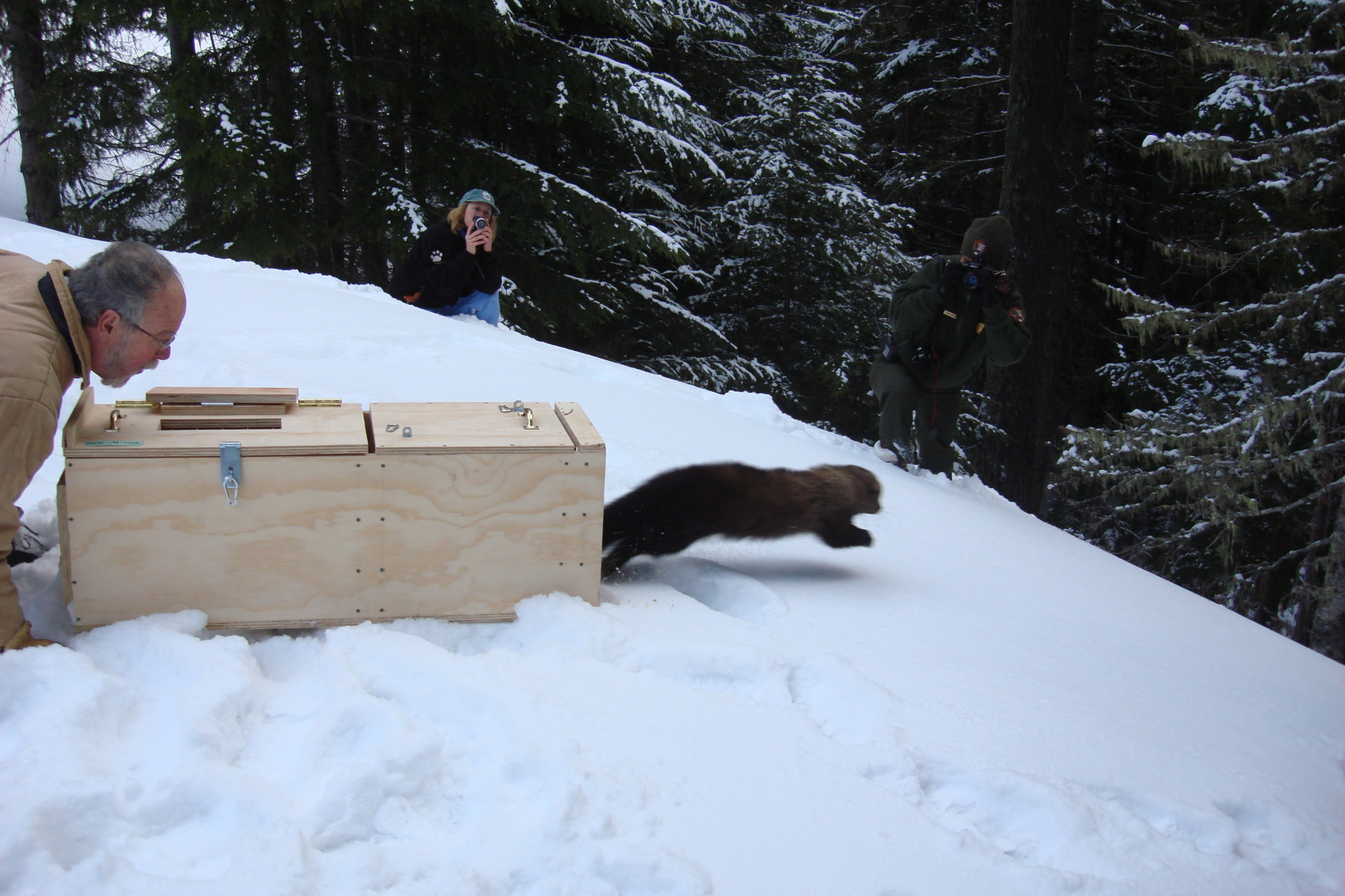 A fisher bounds out of an open wooden crate across deep snow while two people watch beside a snowy forest