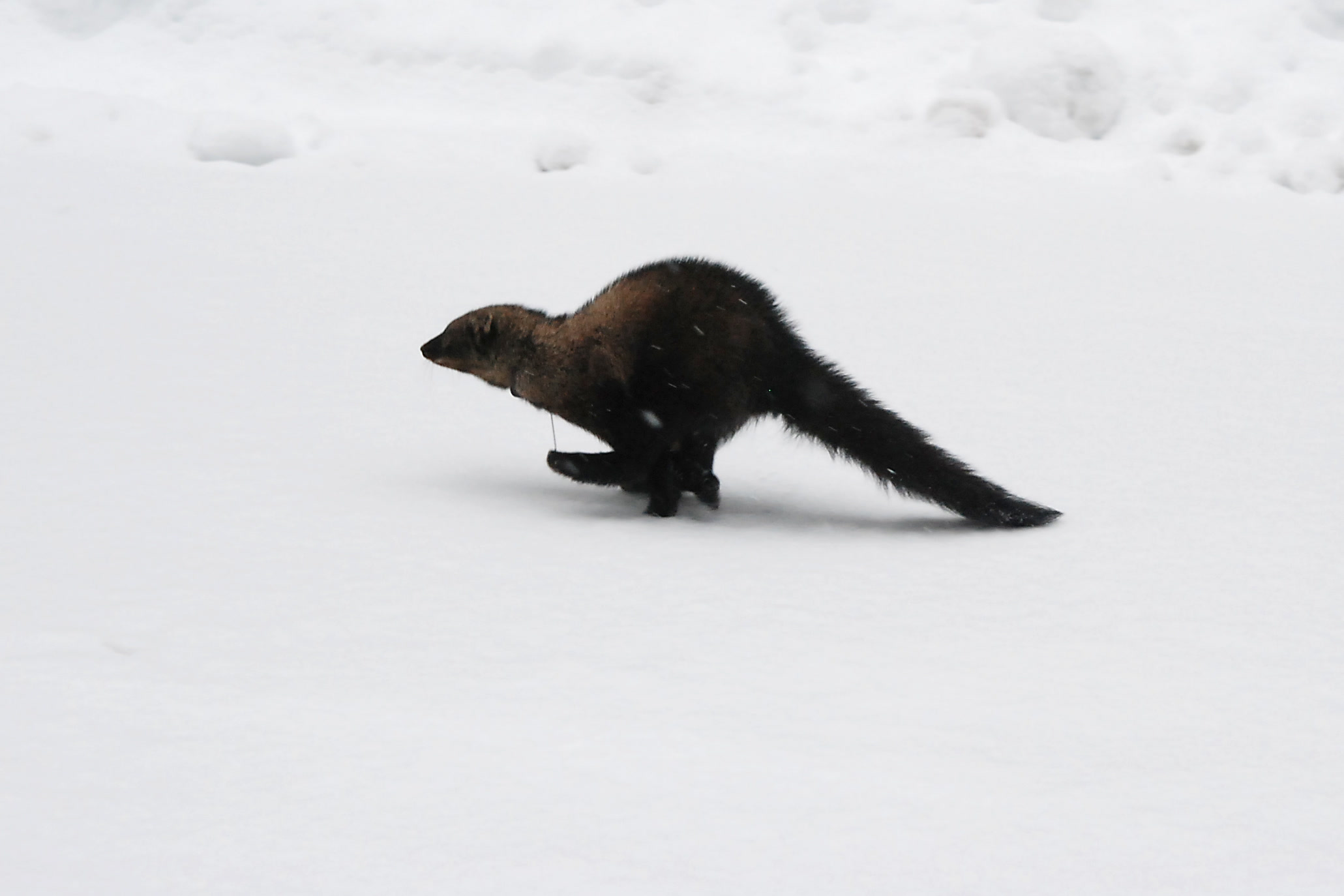 A female fisher runs over fresh snow in the Sol Duc Valley moments after its release, part of the fisher reintroduction in Olympic National Park