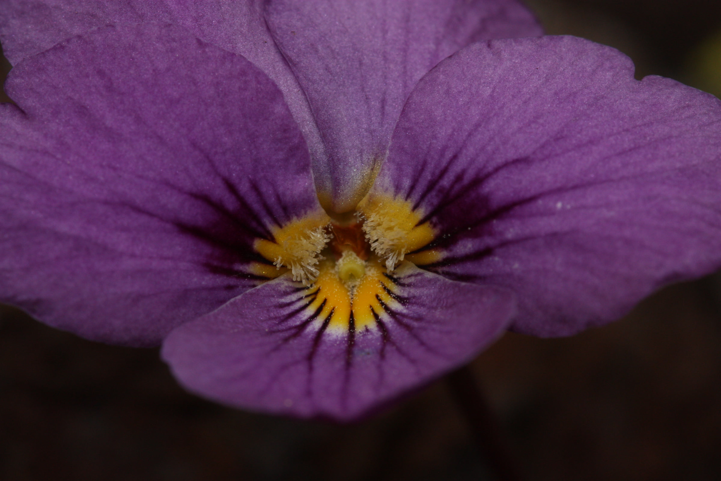 Close view of a purple Flett's violet flower with a yellow centre, photographed high in the northern Olympic Mountains