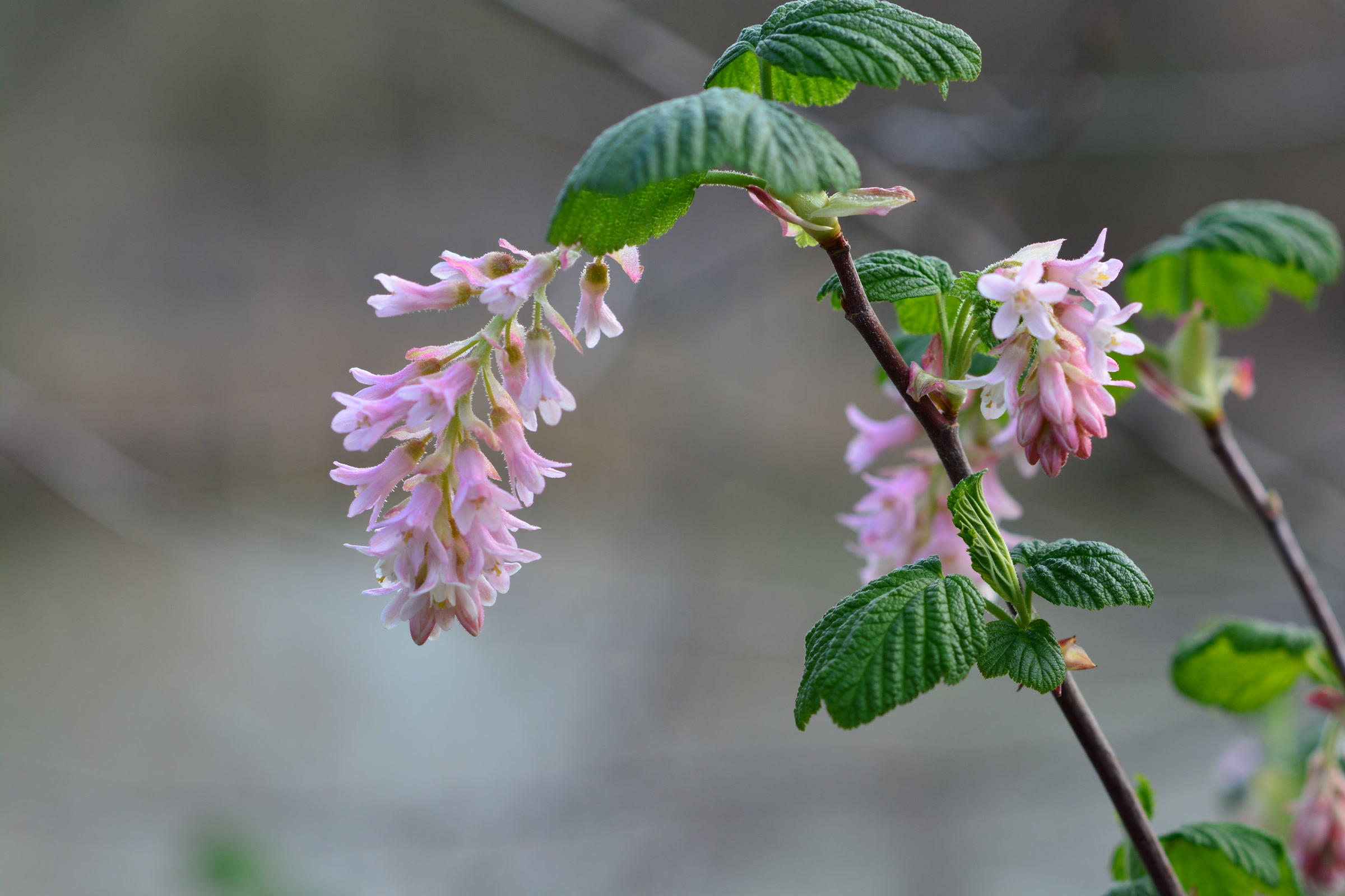 Drooping clusters of pale pink flowering currant blossoms on a leafy branch along the Green River Trail in Tukwila, Washington