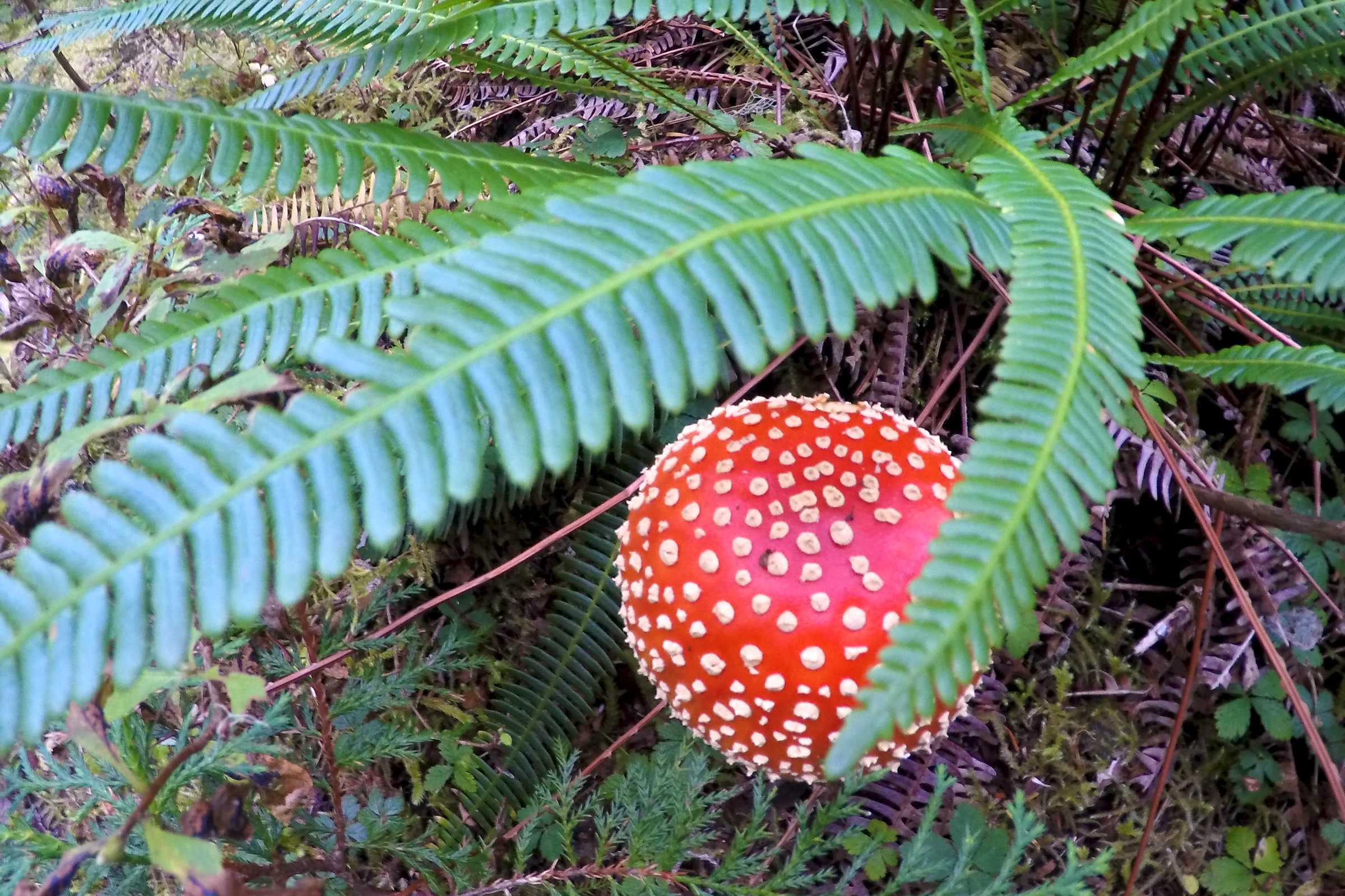 A red fly amanita cap dotted with white warts, half hidden under a sword fern on the North Fork Quinault Trail