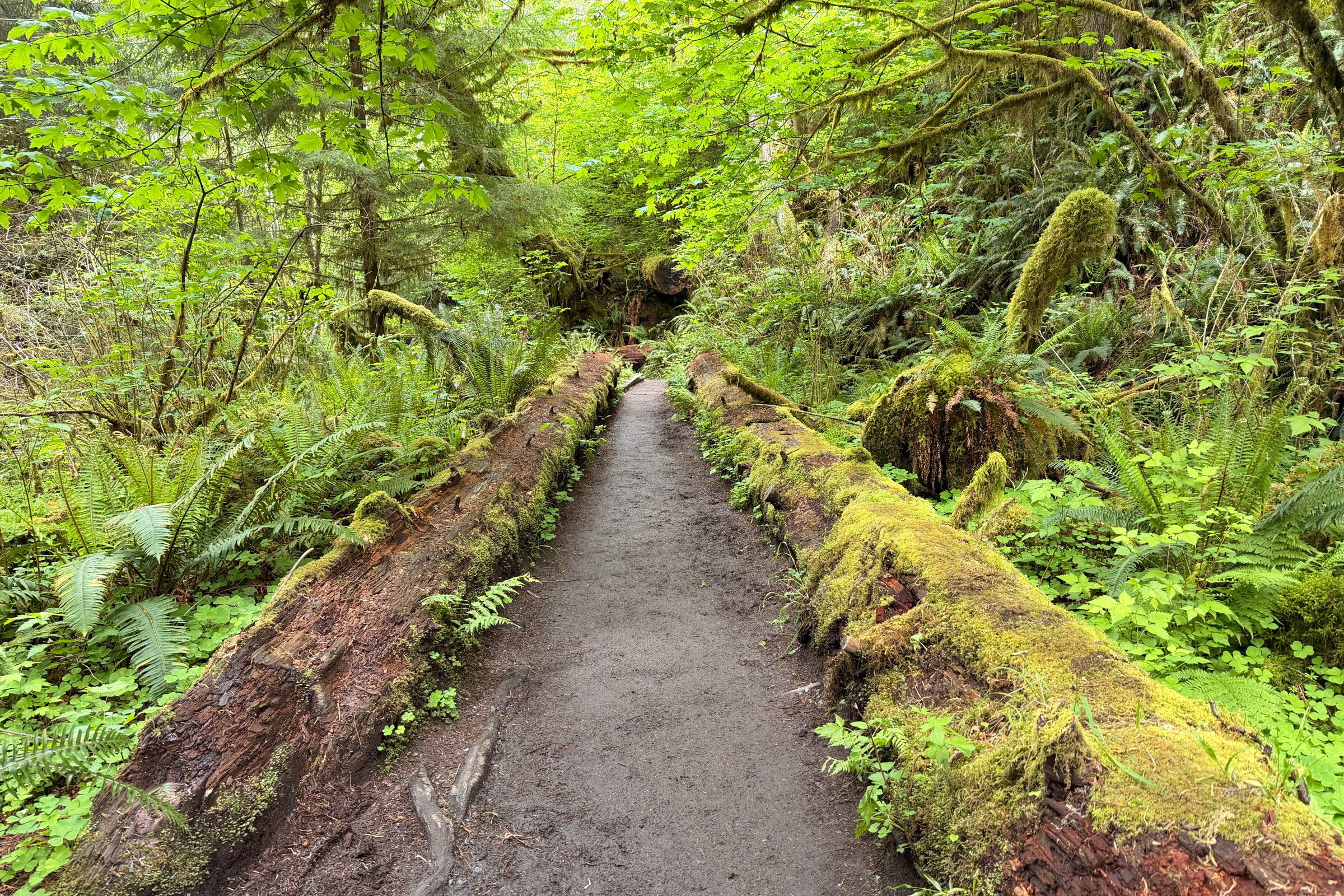 A packed-earth forest path running between two long moss-covered logs, with ferns and leafy trees on both sides
