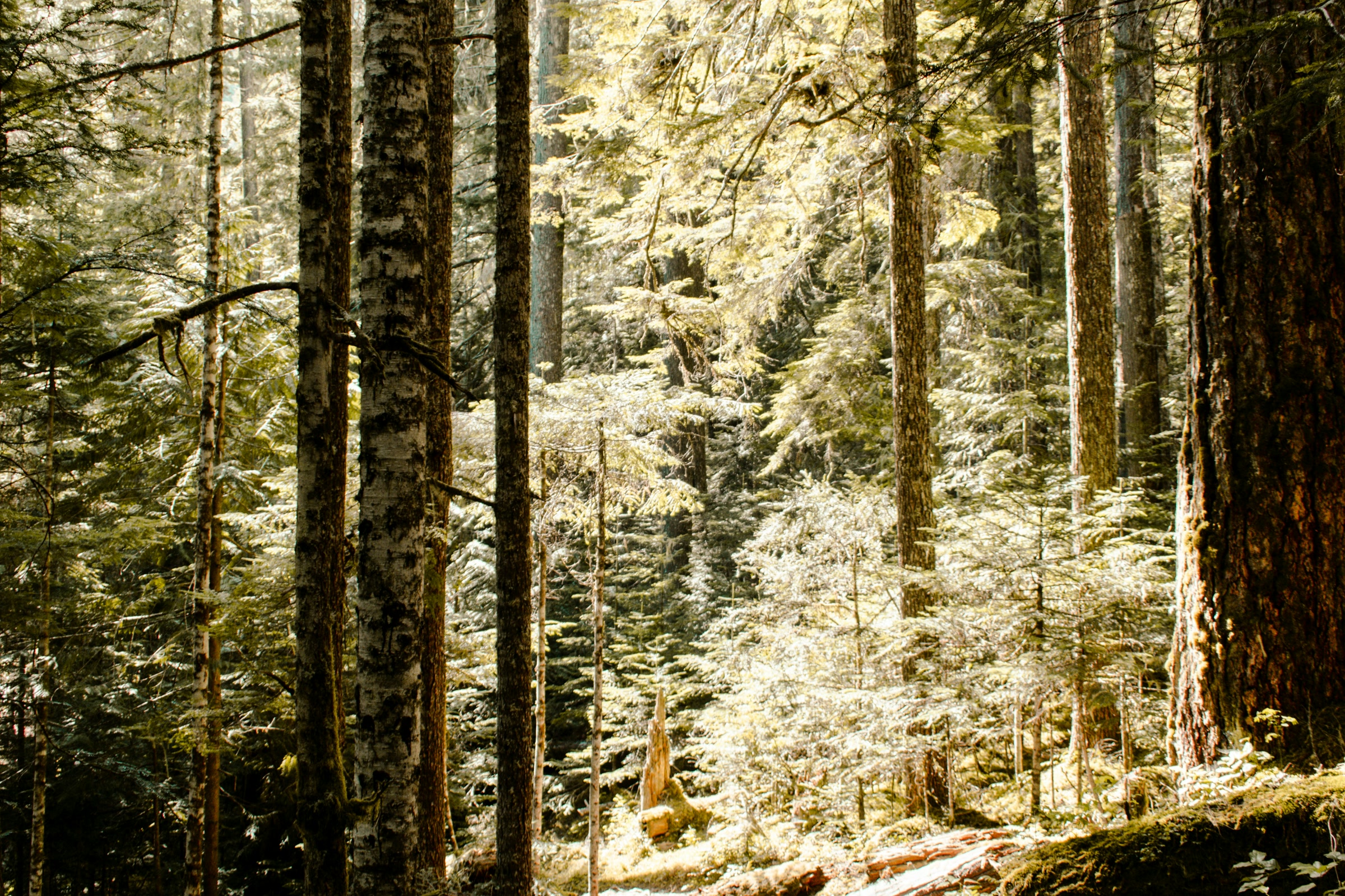 Narrow dirt trail winding past mossy fallen logs through sunlit conifer forest in Olympic National Park above Port Angeles