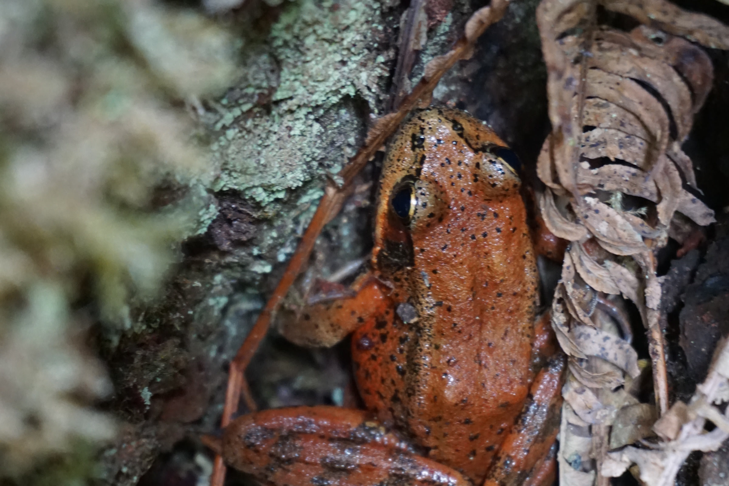 A small reddish-brown frog tucked among lichen and dry fern fronds on the Olympic National Park forest floor