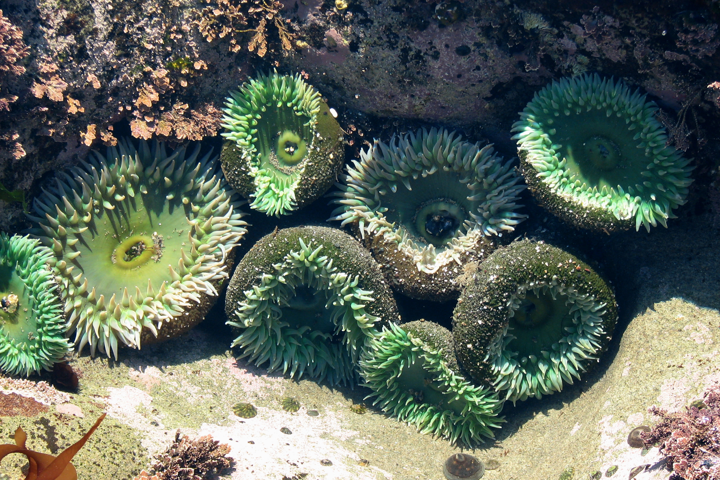 A cluster of giant green anemones with open tentacles in a clear tide pool on the Olympic coast