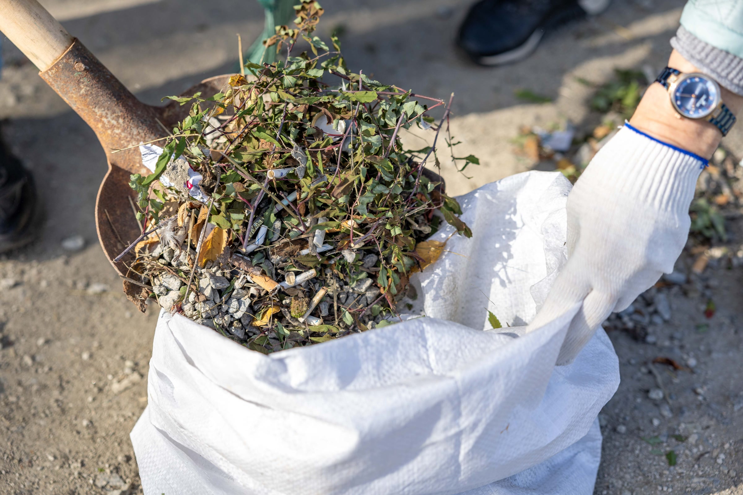 A gloved hand holding open a white sack while a shovel tips pulled weeds into it
