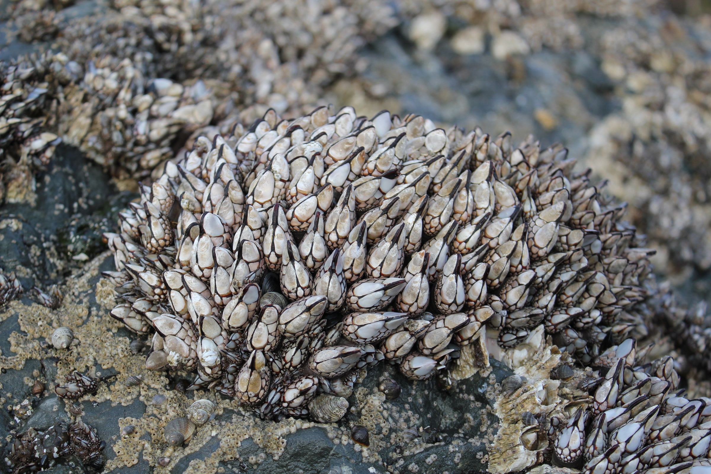 A dense clump of gooseneck barnacles and mussels on a rock in the Ruby Beach tide pools