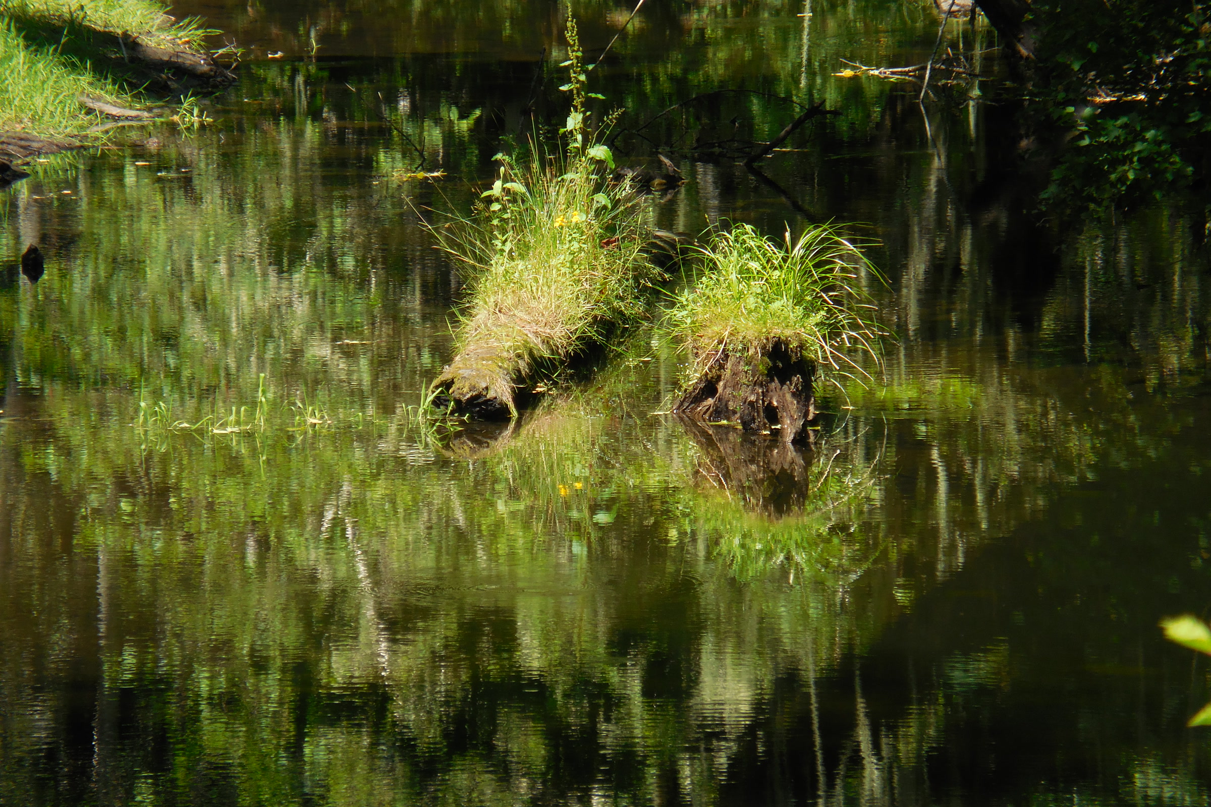 Two old logs topped with grass and moss reflected in a still, green backwater along the Hoh River