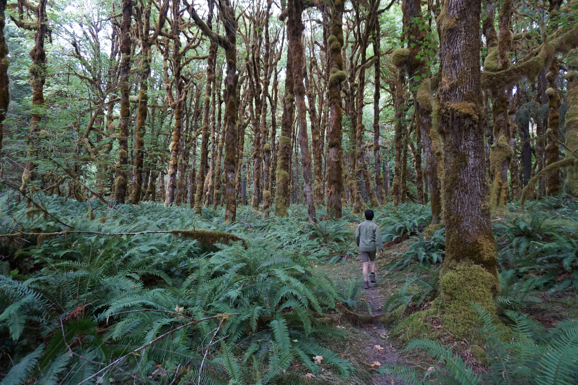 A hiker walks a narrow forest trail through sword ferns beneath moss-covered trees on the Graves Creek Nature Trail in the Quinault Rain Forest