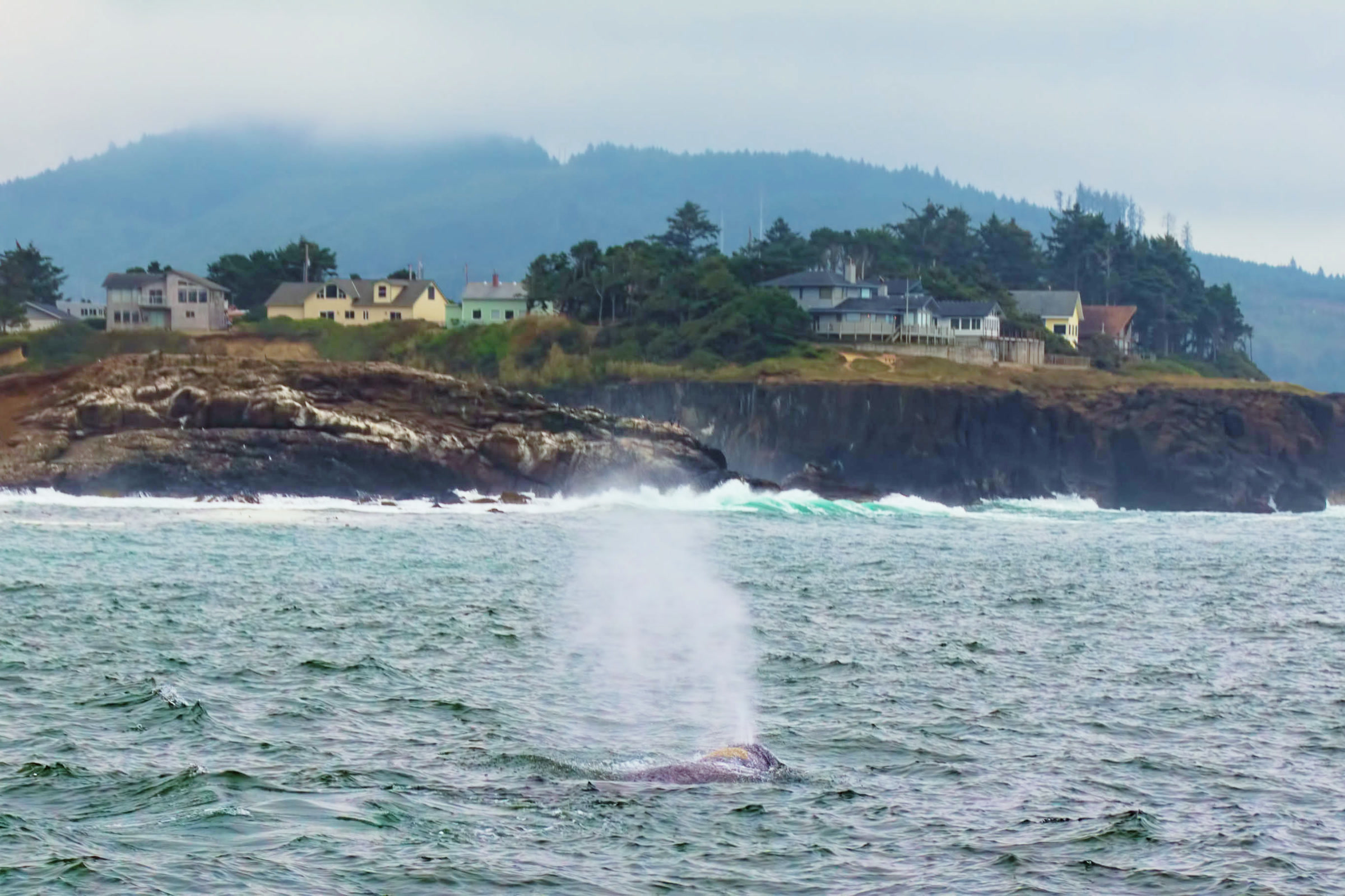 A gray whale blowing a tall misty spout as its mottled back breaks the surface near a rocky headland with houses, off Yachats, Oregon