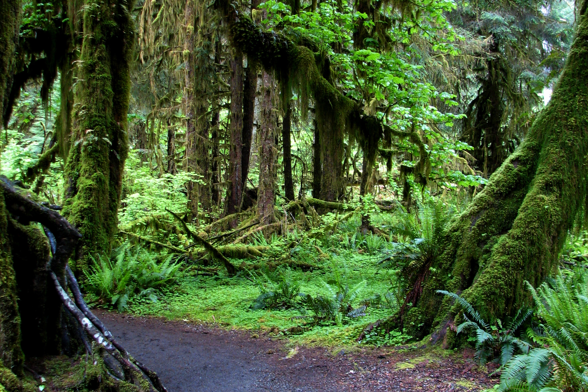 A gravel path winding between moss-draped maples and ferns on the Hall of Mosses Trail in the Hoh Rain Forest