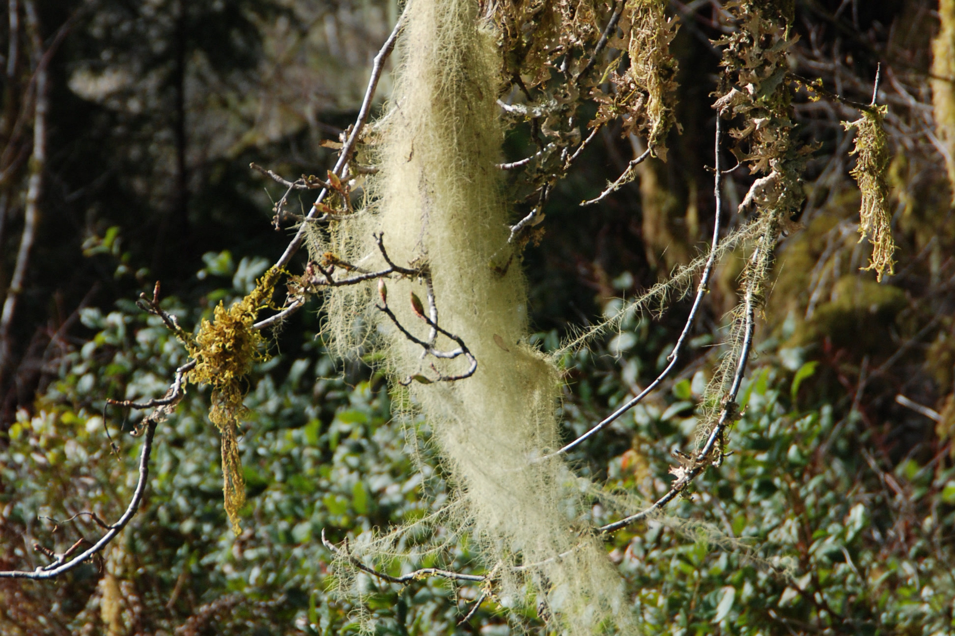 A long pale green strand of hanging beard lichen draped over bare twigs above the understory in the Quinault Rain Forest