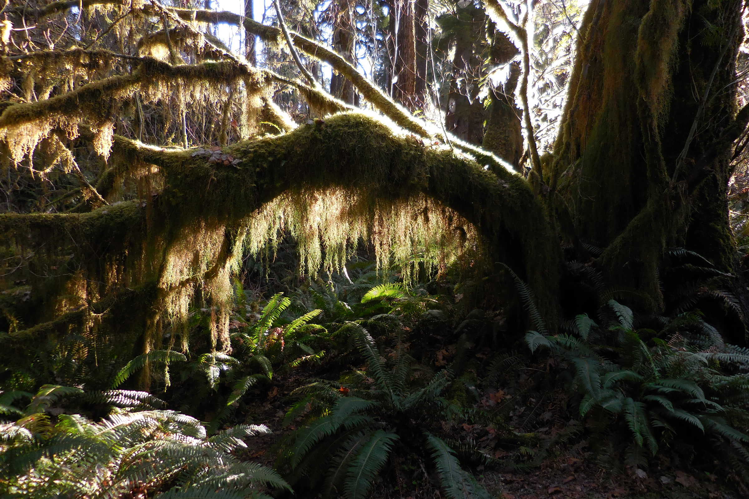 A long, arching branch hung with curtains of moss, lit by sunlight, above sword ferns in the Hoh Rain Forest