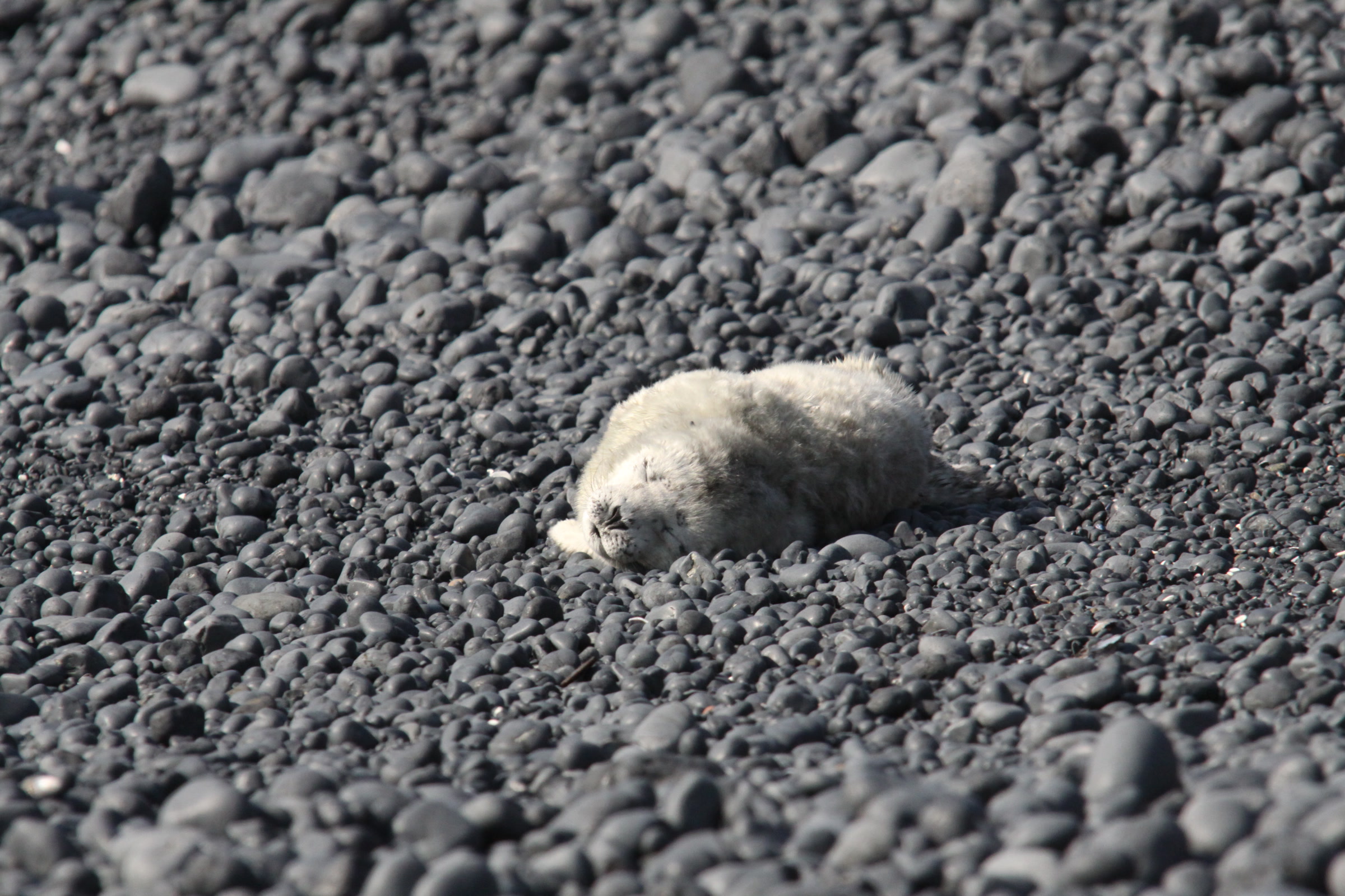 A newborn harbor seal pup with pale fur curled up alone on a dark cobble beach at Yaquina Head, Oregon
