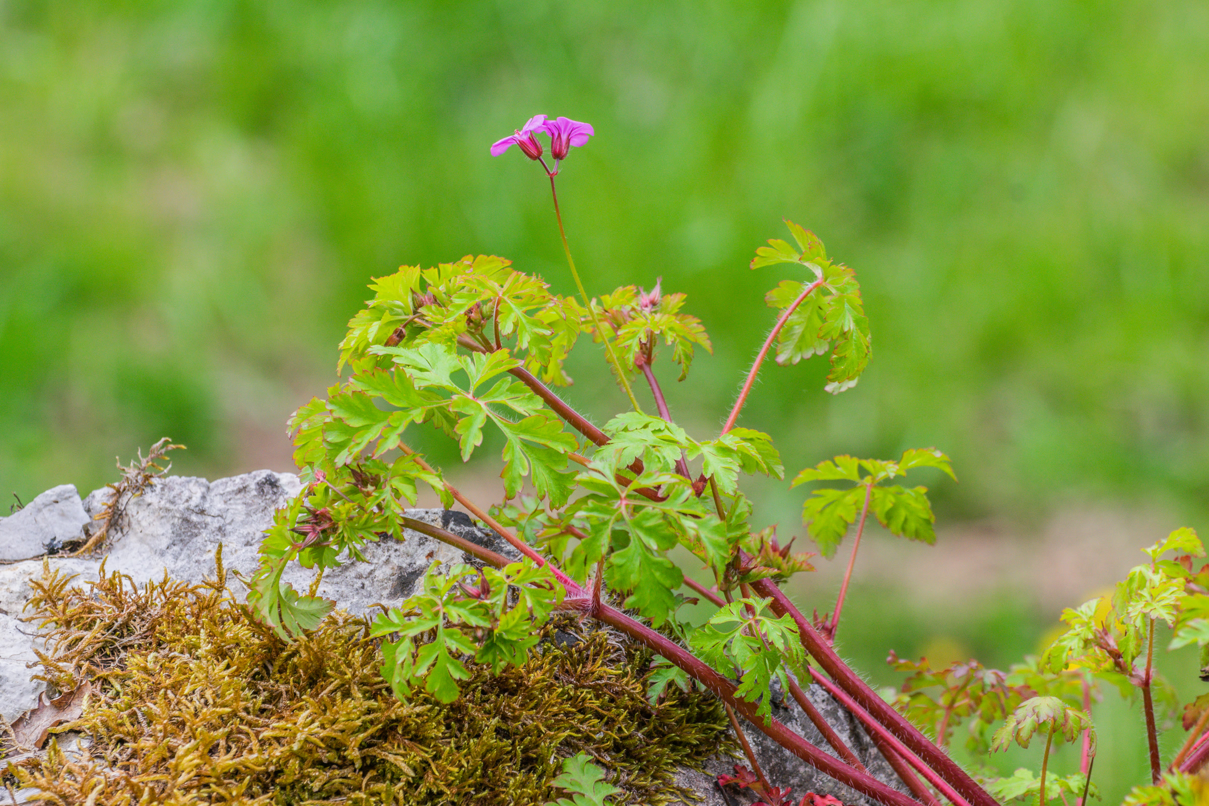Herb Robert with red stems, finely divided bright green leaves and a small pink flower growing over a mossy rock