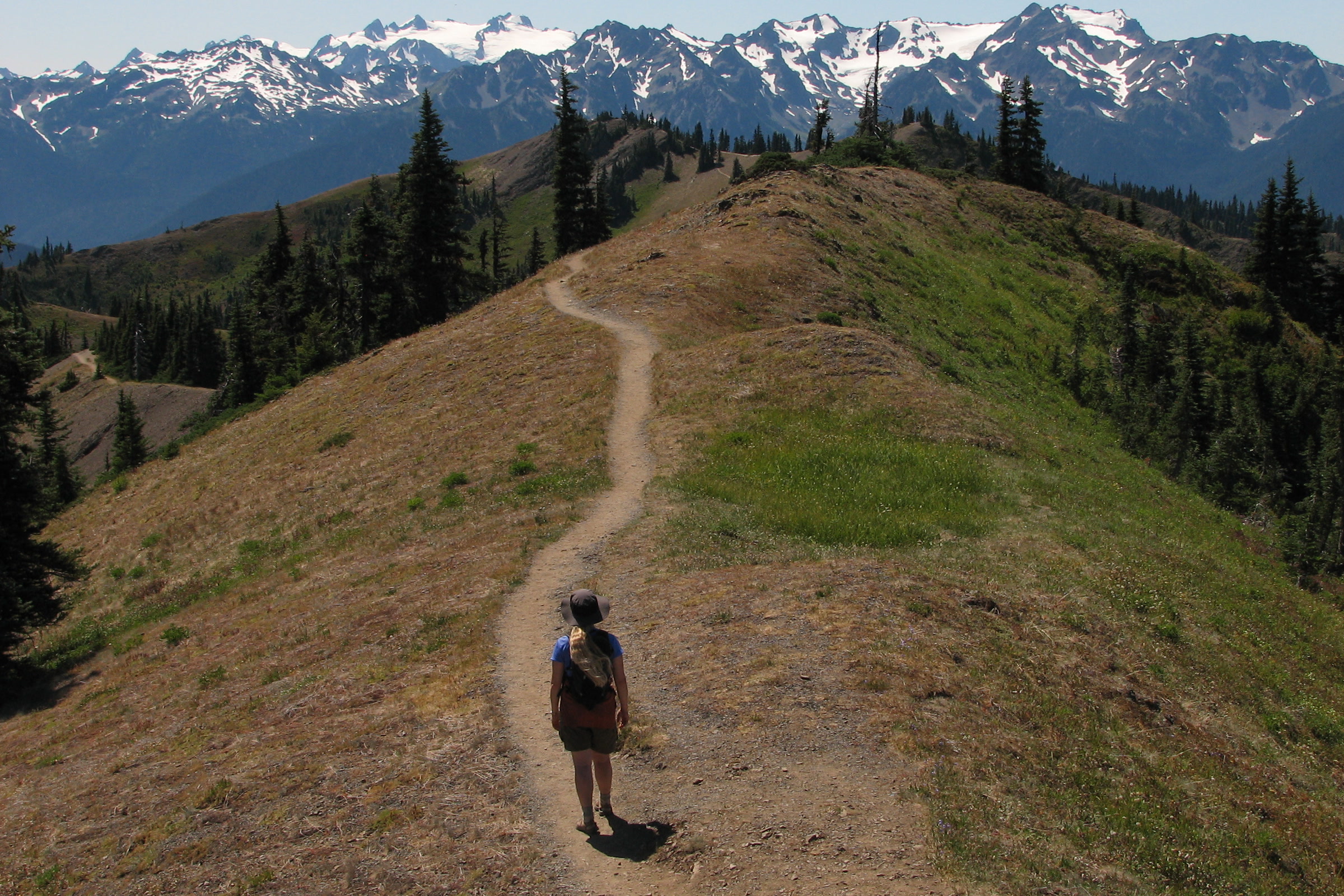 A hiker walking a narrow trail along a dry grassy ridge in Olympic National Park, with snowy Olympic Mountains beyond