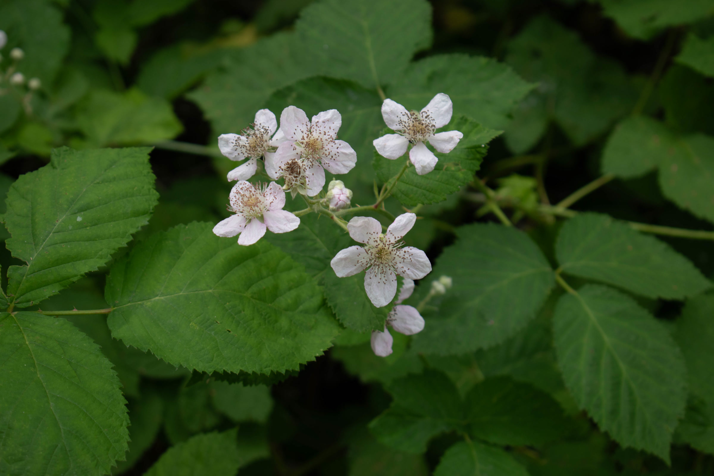 White Himalayan blackberry flowers among large toothed leaves at Game Farm Park in Auburn, Washington