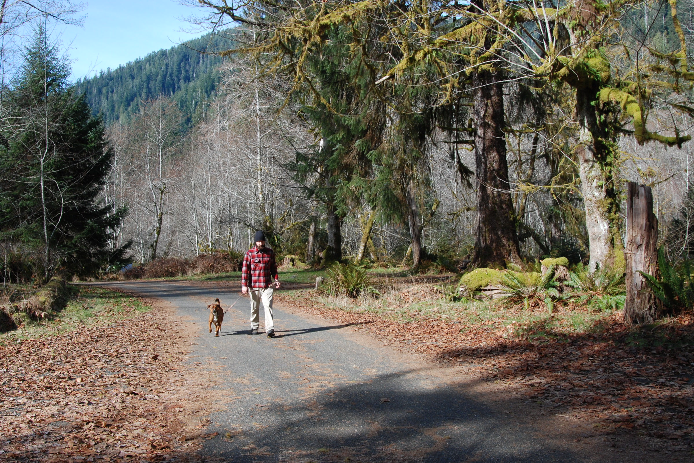 A visitor in a red plaid shirt walking a small brown dog on a leash along a paved campground road under mossy trees