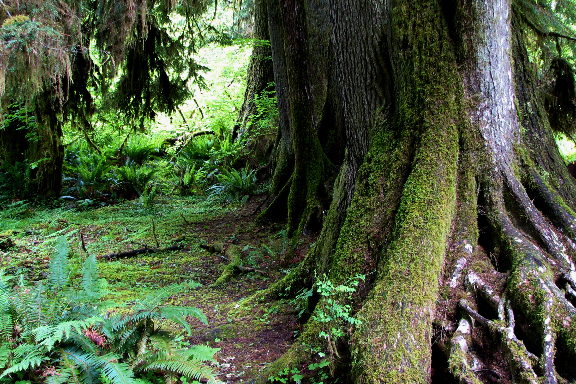 The massive, moss-streaked trunk and spreading roots of an old-growth conifer beside a trail in the Hoh Rain Forest