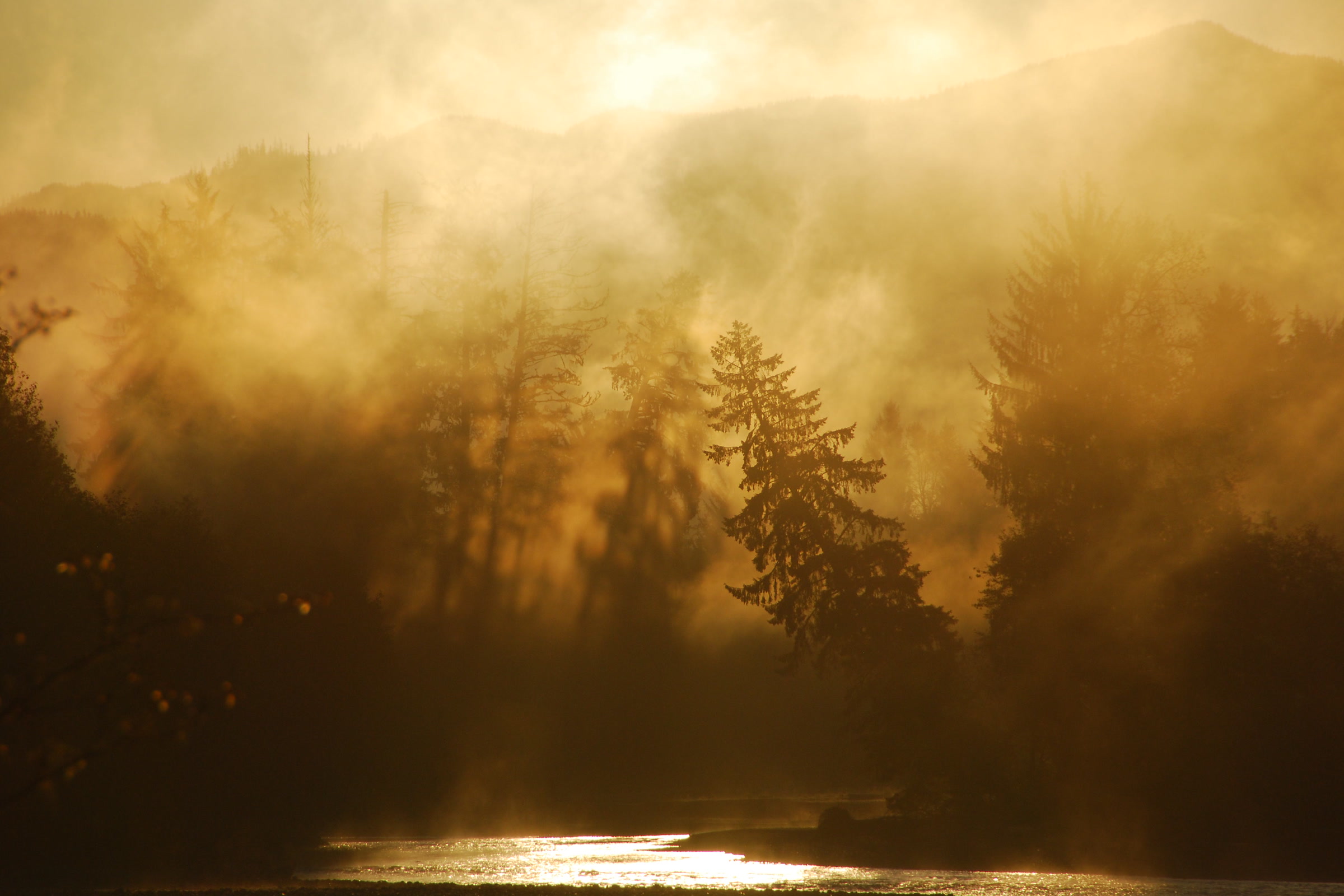 Golden sunrise light glowing through mist over tall evergreens and the river in the Hoh Rain Forest