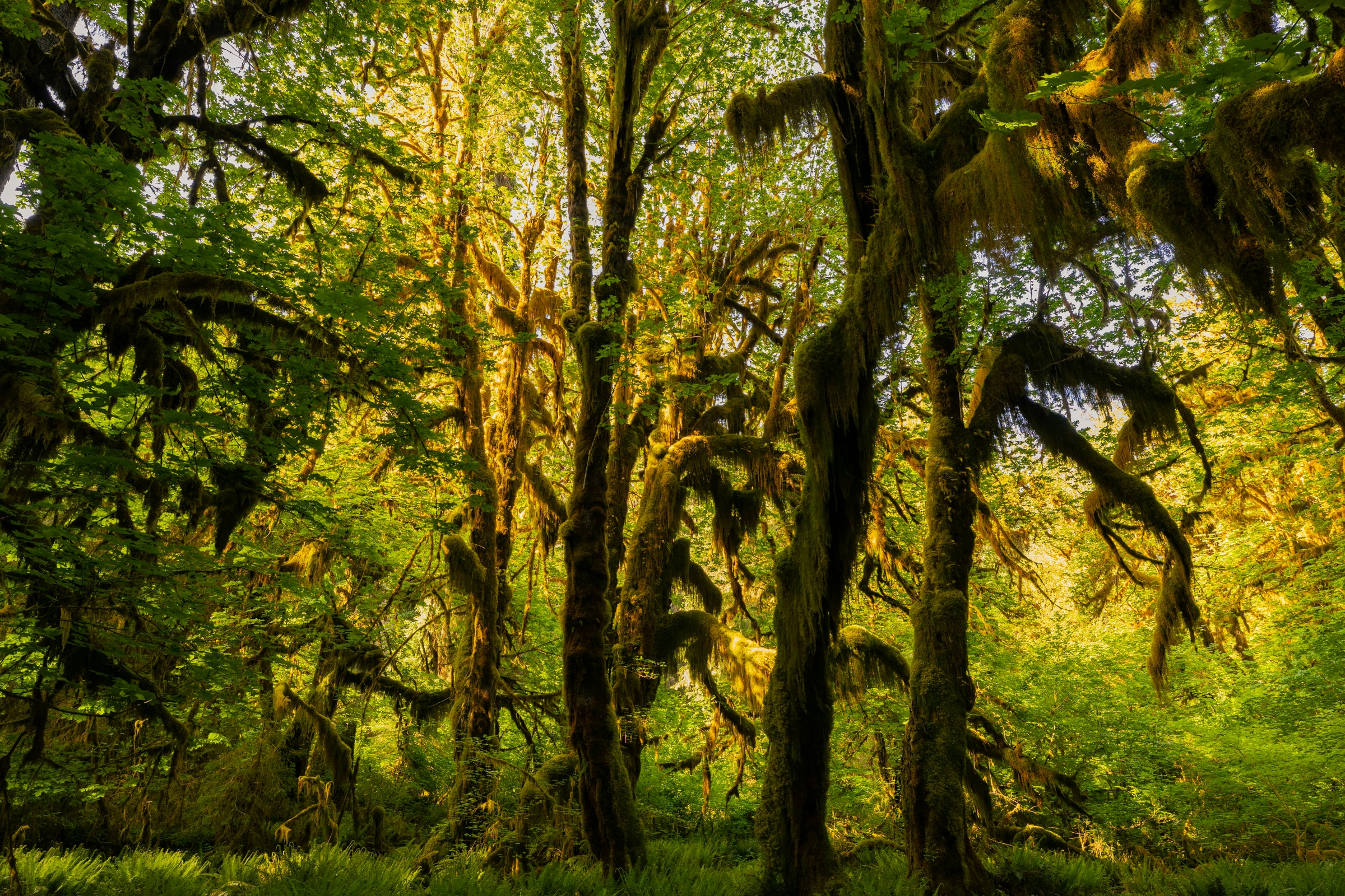 Sunlight falls on moss-draped trees and ferns in the Hoh Rain Forest of Olympic National Park