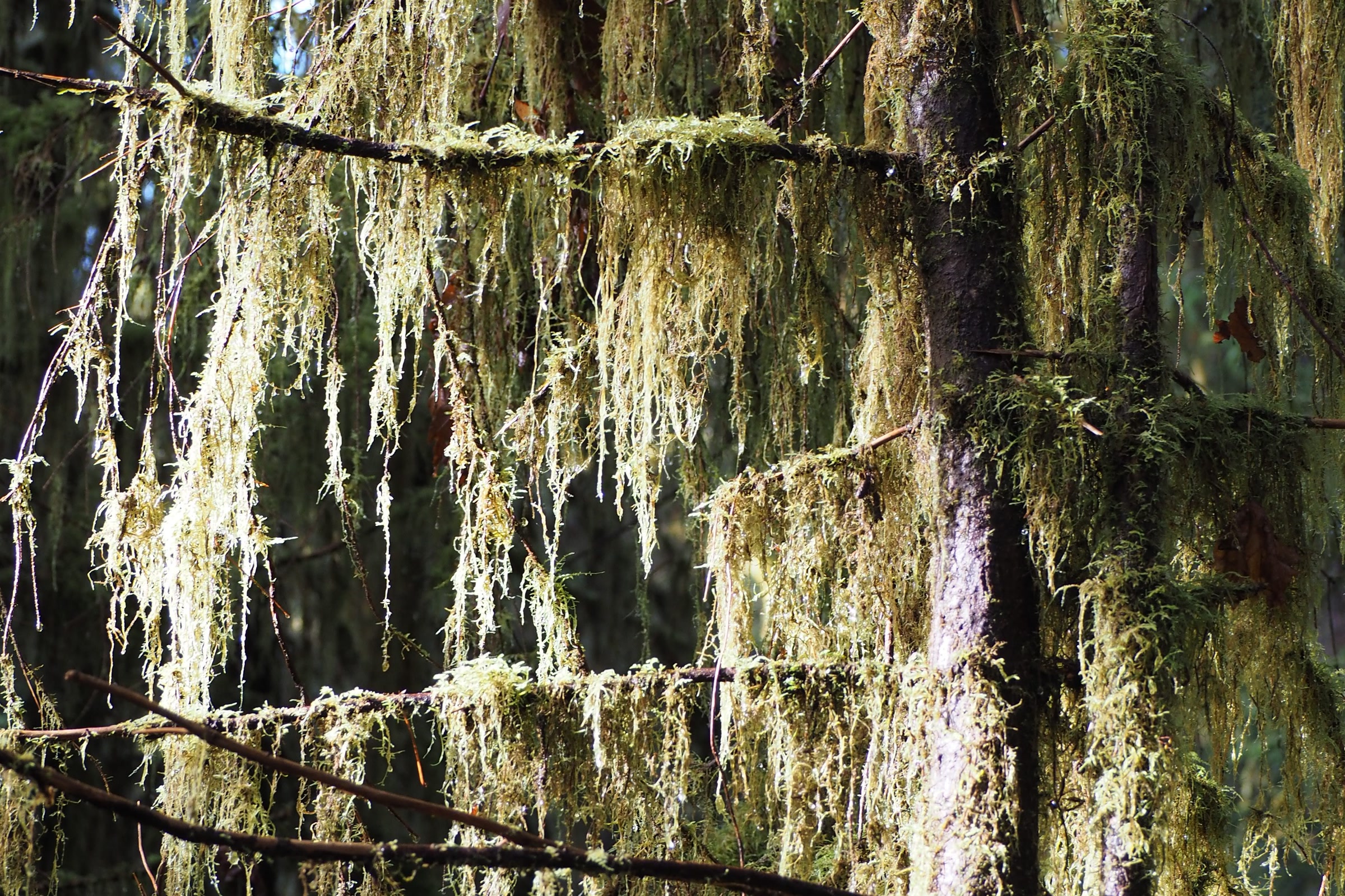 Moss and lichen hanging from the branches of an old-growth conifer in Olympic National Park's Hoh Rain Forest