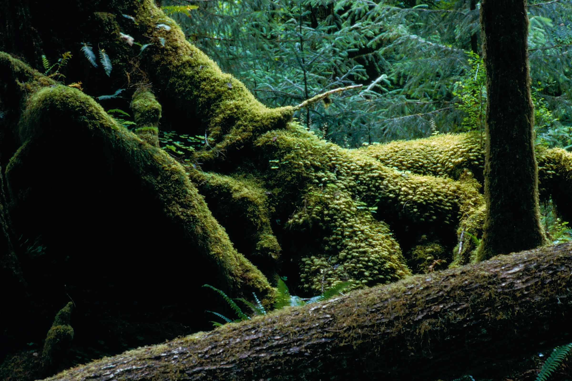 Thick green moss coats a fallen log and the twisting branches of trees on the floor of the Hoh Rain Forest