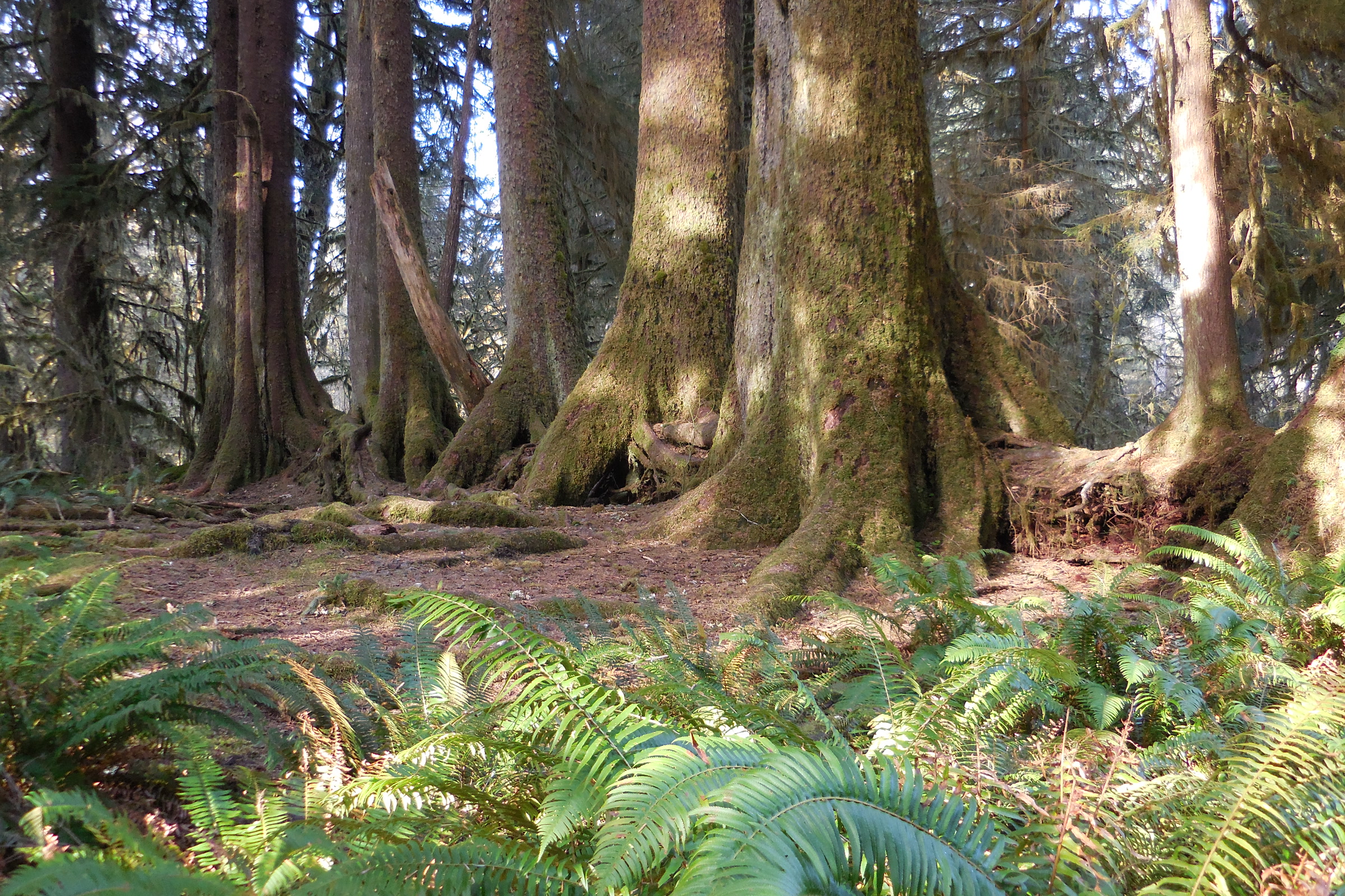 A straight row of large trees standing on stilt-like roots where a nurse log once lay, with sword ferns in front, in the Hoh Rain Forest