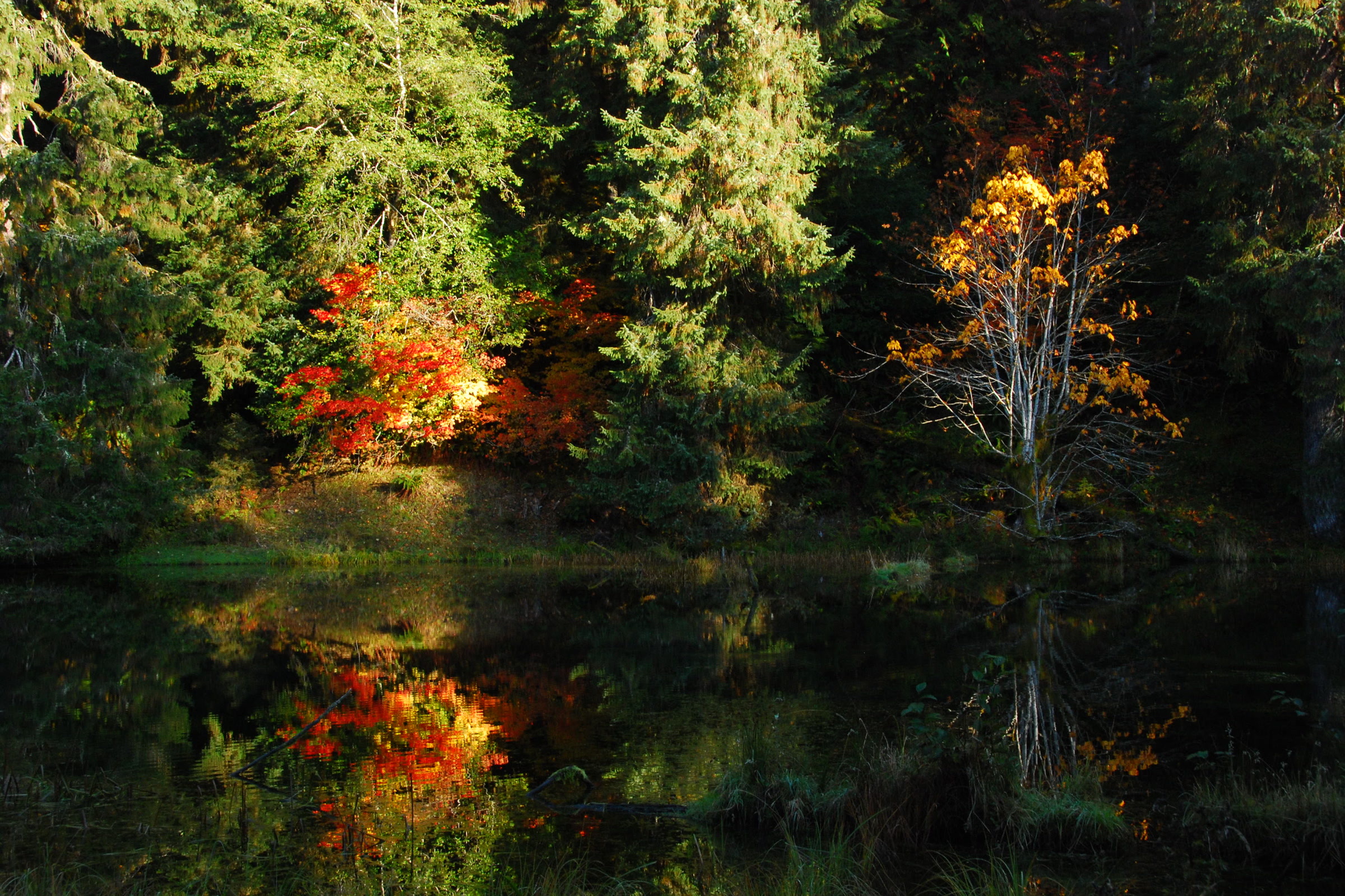 A still pond in the Hoh Rain Forest reflecting dark conifers and bright orange and yellow autumn leaves
