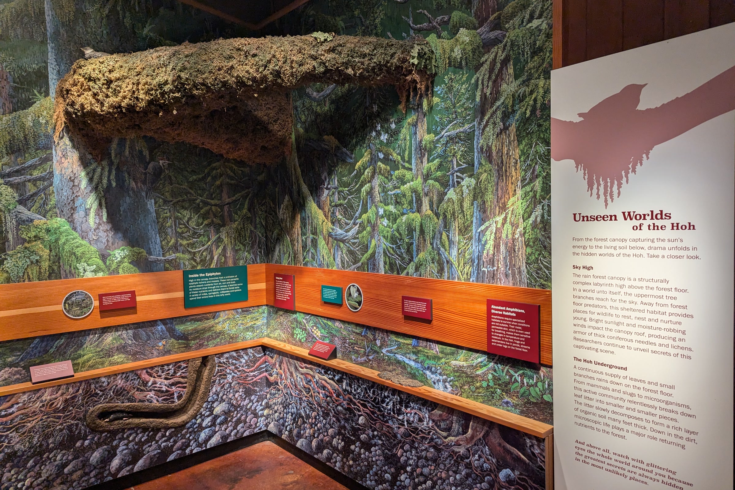 An exhibit inside the Hoh Rain Forest Visitor Center showing a model of a mossy forest floor and an Unseen Worlds of the Hoh panel
